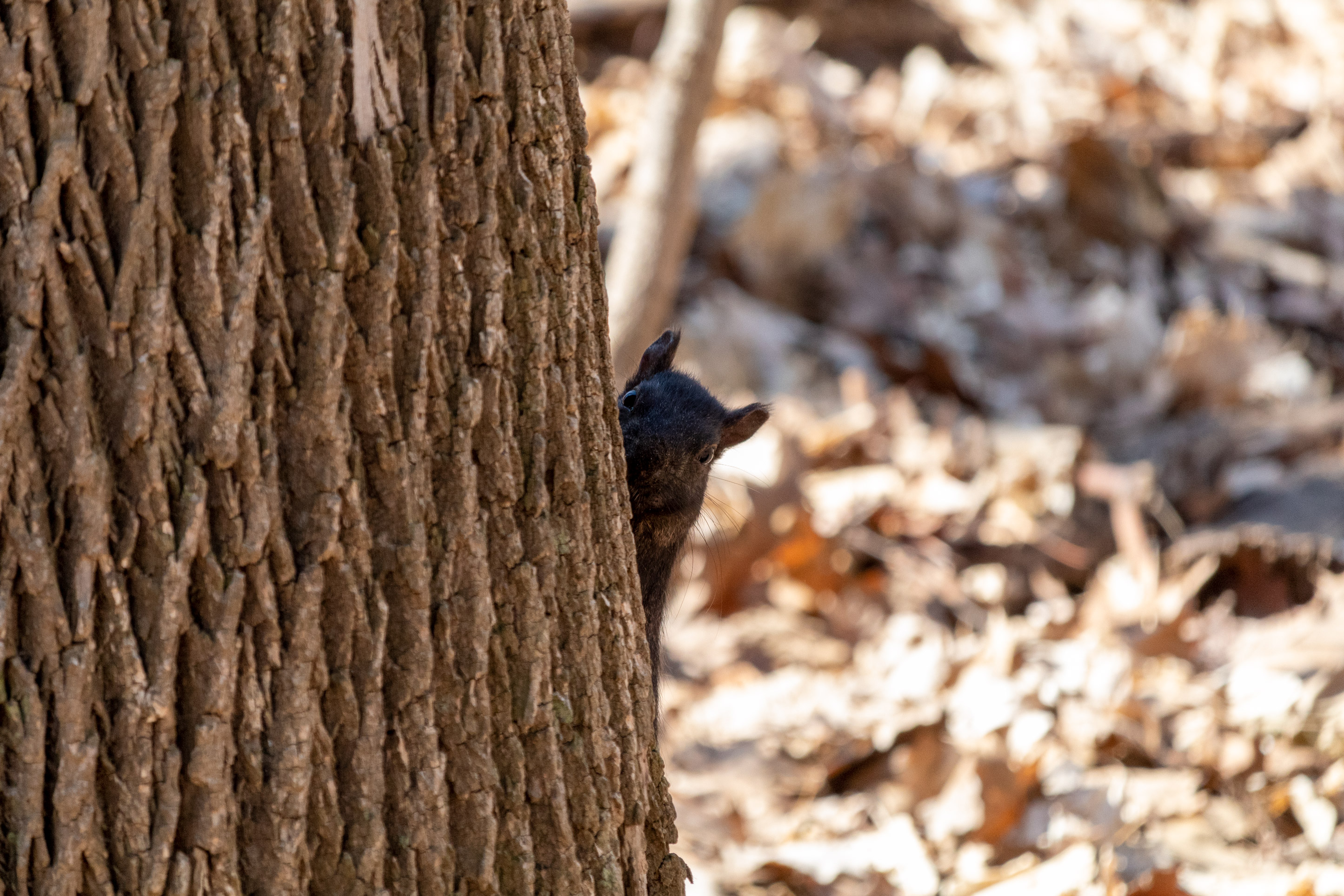Black squirrel peeking around the side of a tree trunk