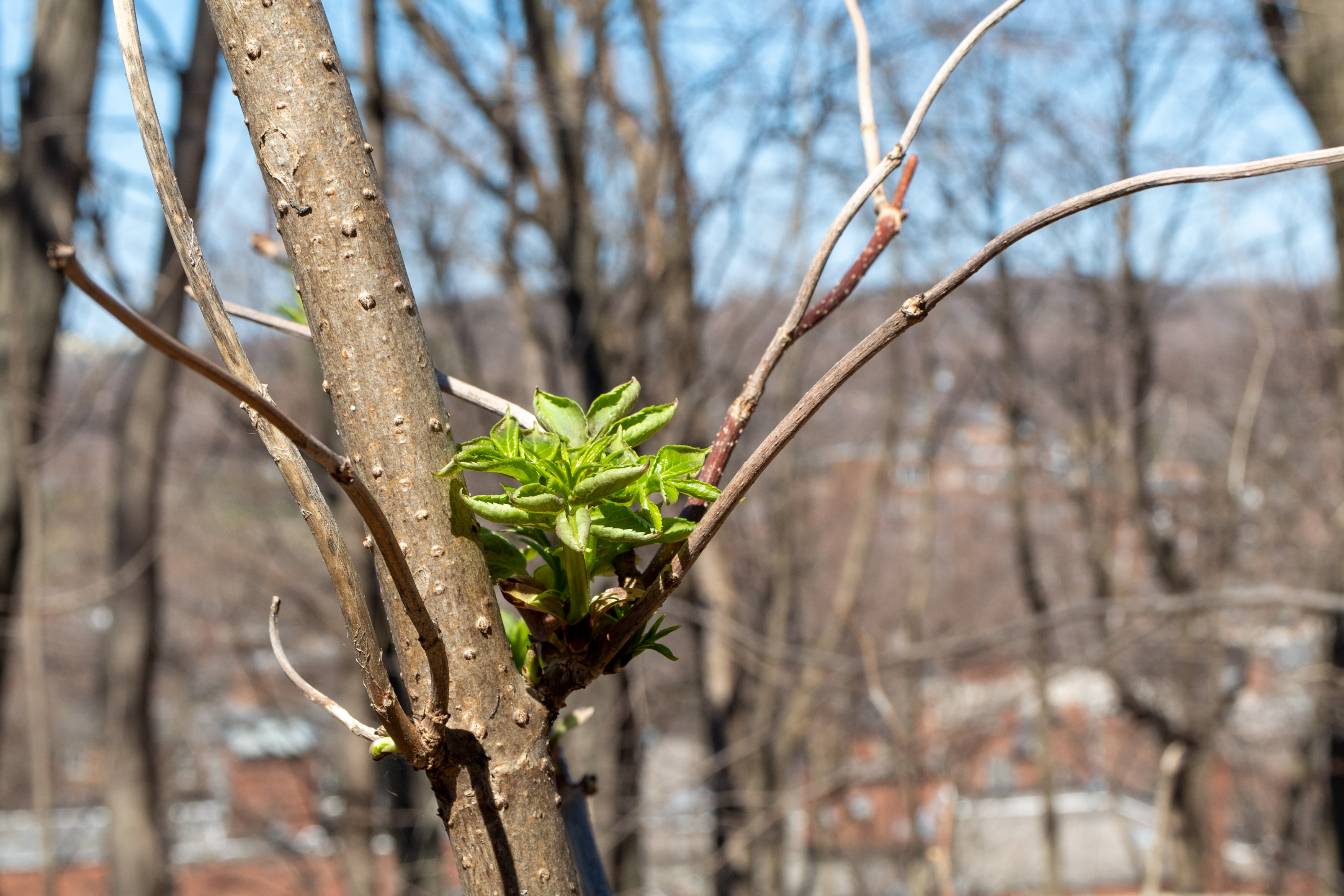 Small green bud on a slim tree trunk