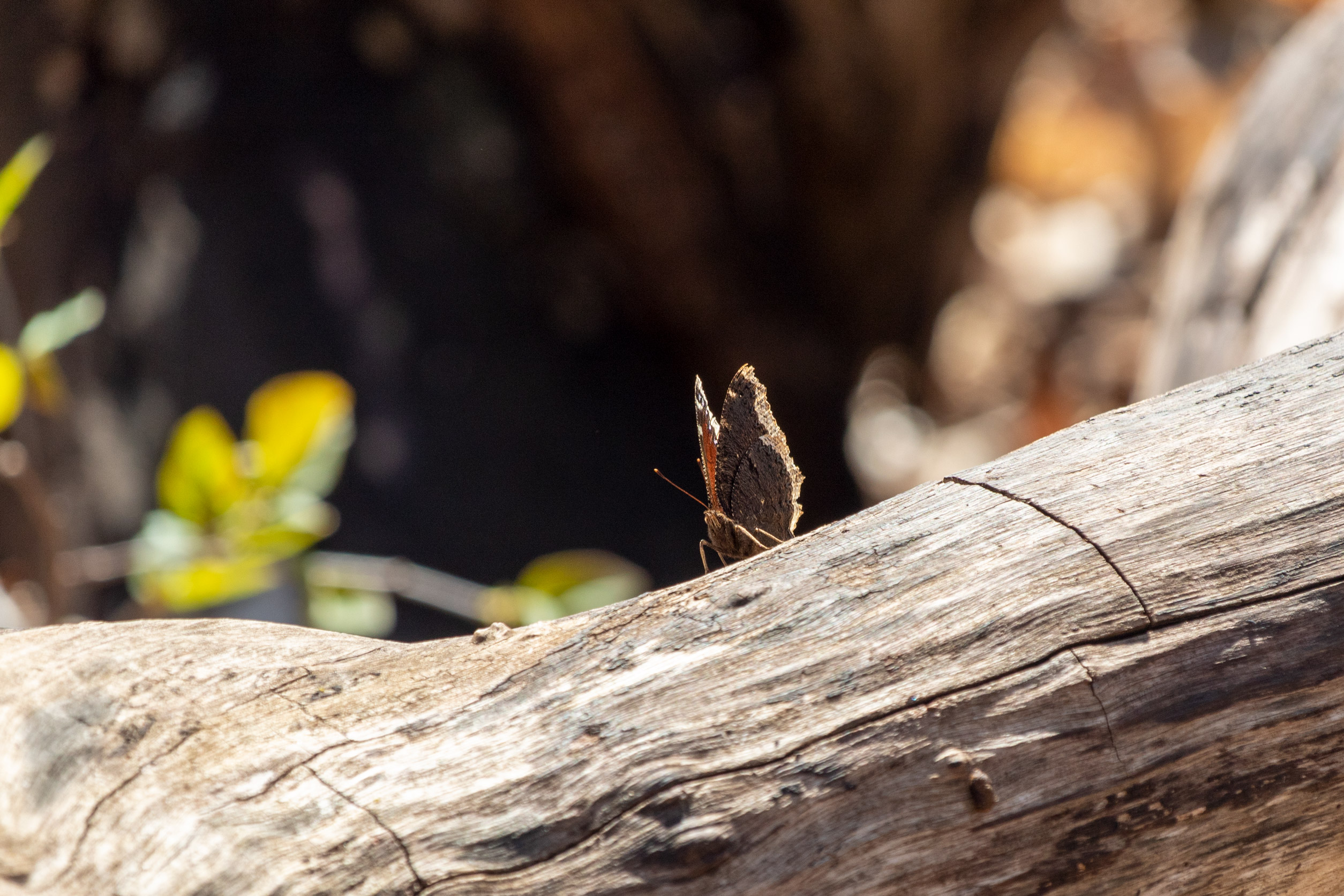 Butterfly with brown, blue, and white wings sitting on a log