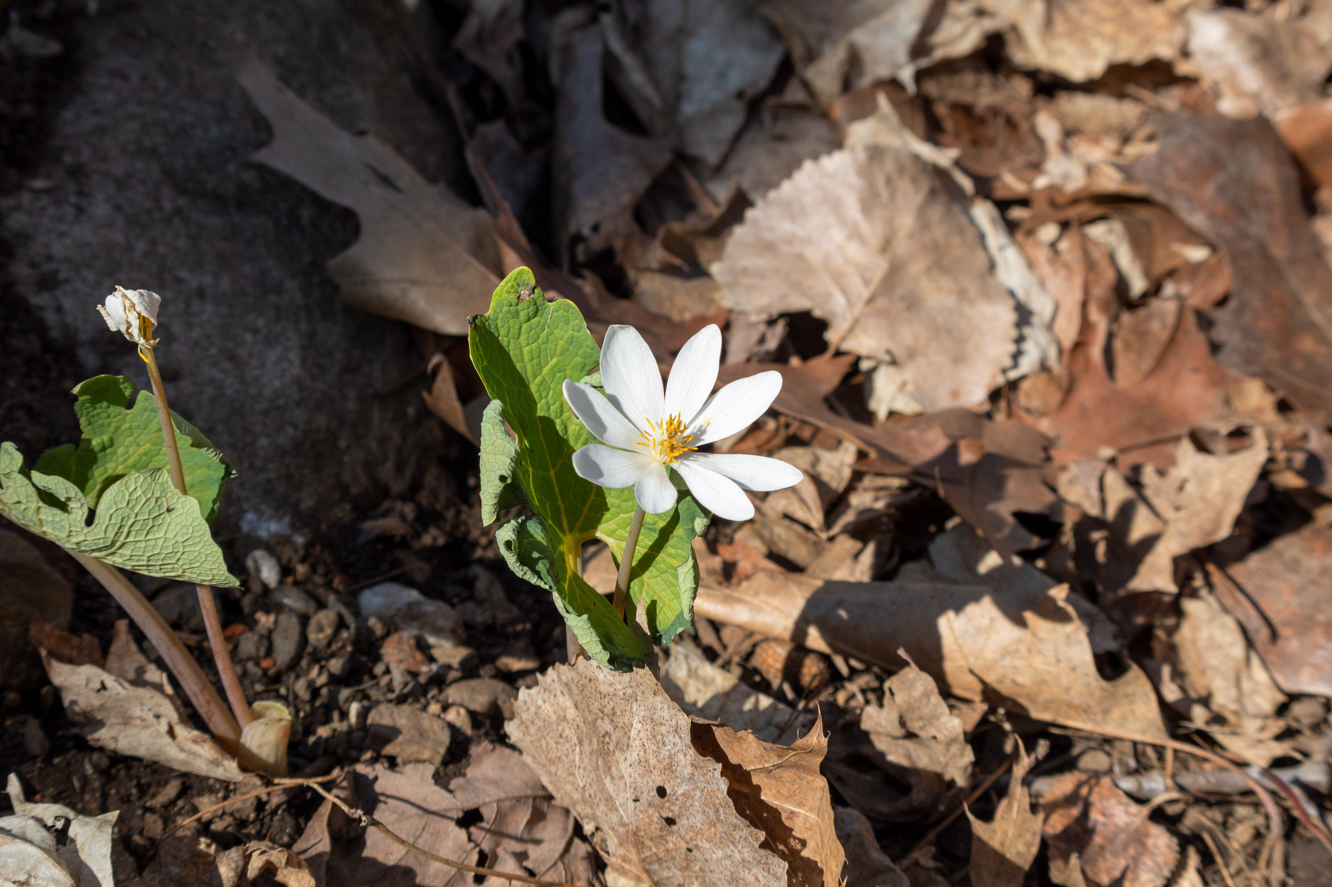 White flower with a single large green leaf growing on a leafy forest floor
