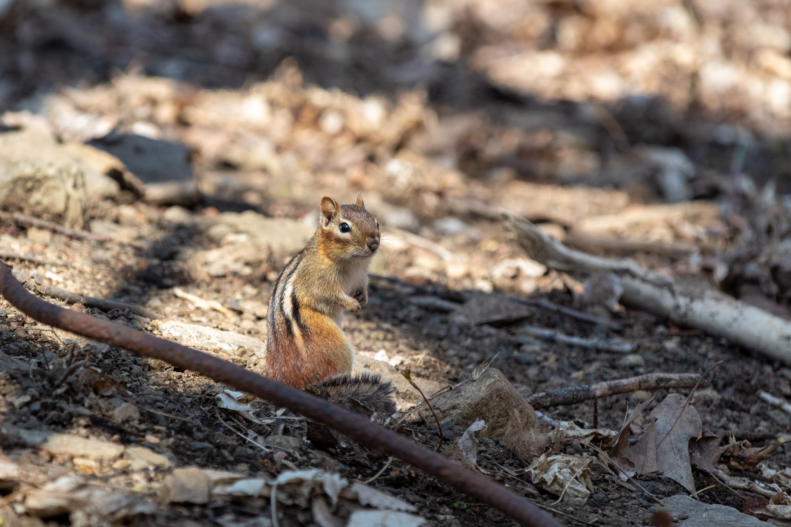Chipmunk standing on the forest floor, twisting to look at the camera