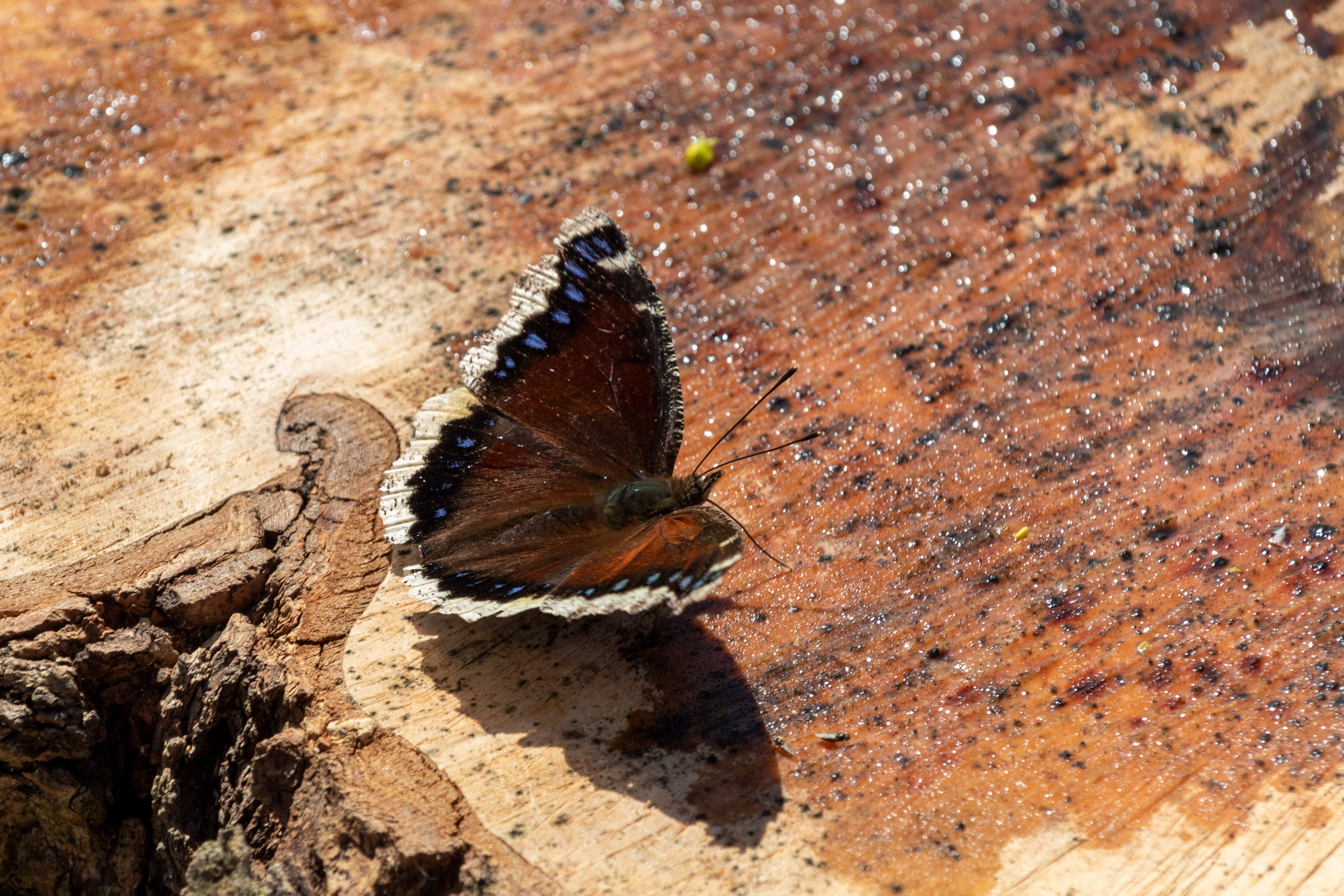 Butterfly with brown, blue, and white wings sipping sap from a tree stump