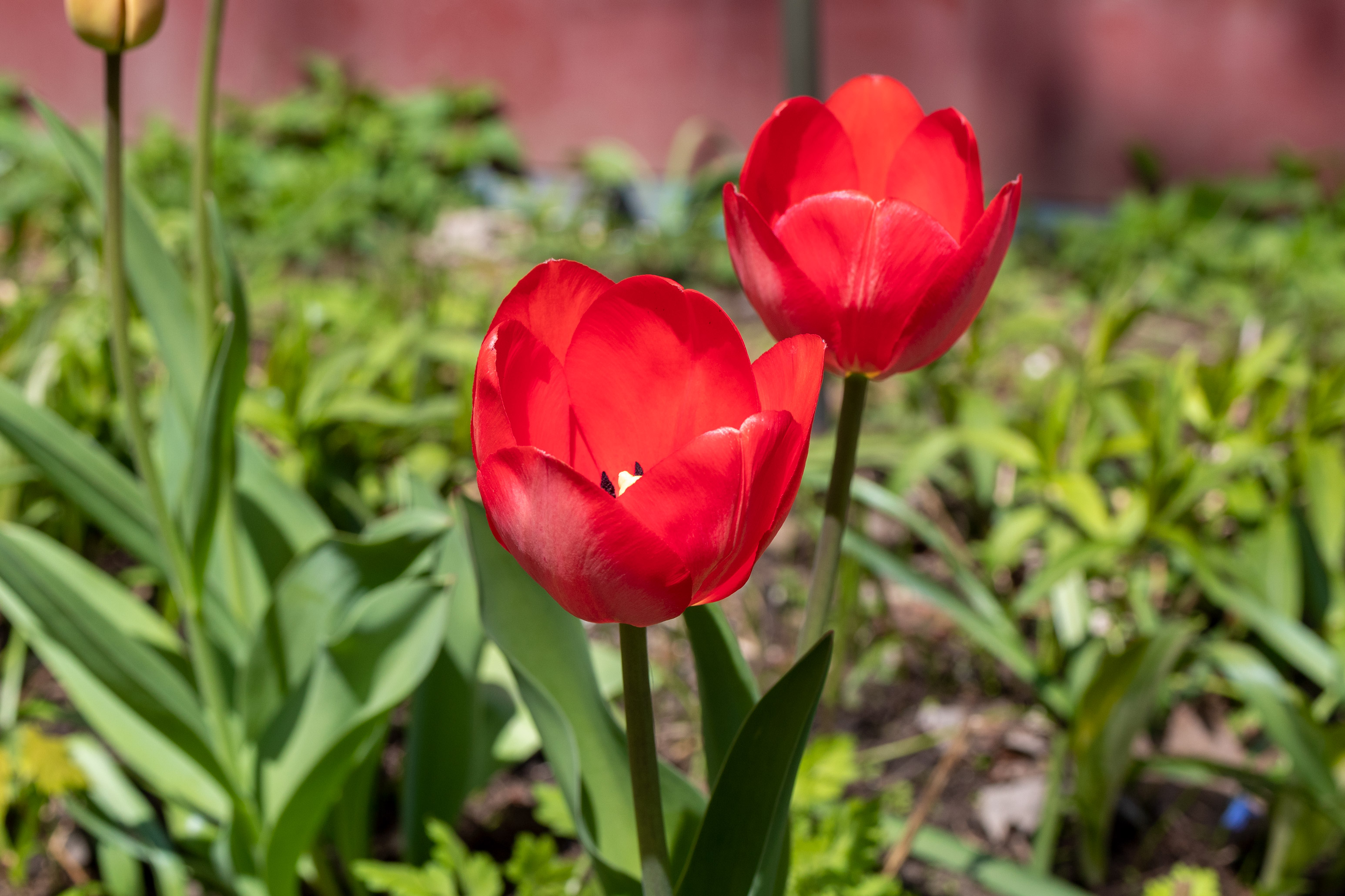 Two red tulips in full bloom, viewed from the side