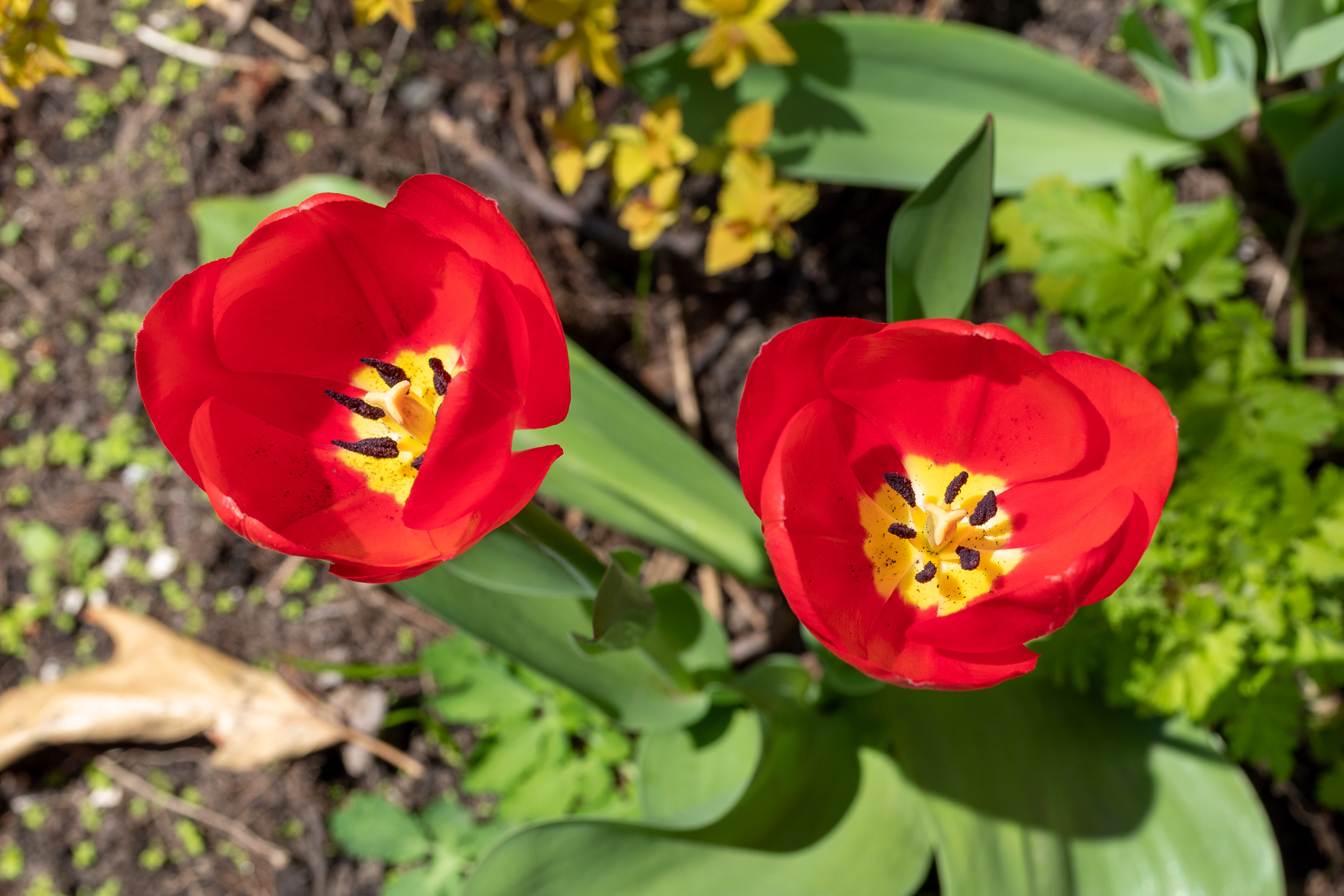 Two red tulips in full bloom, viewed from above