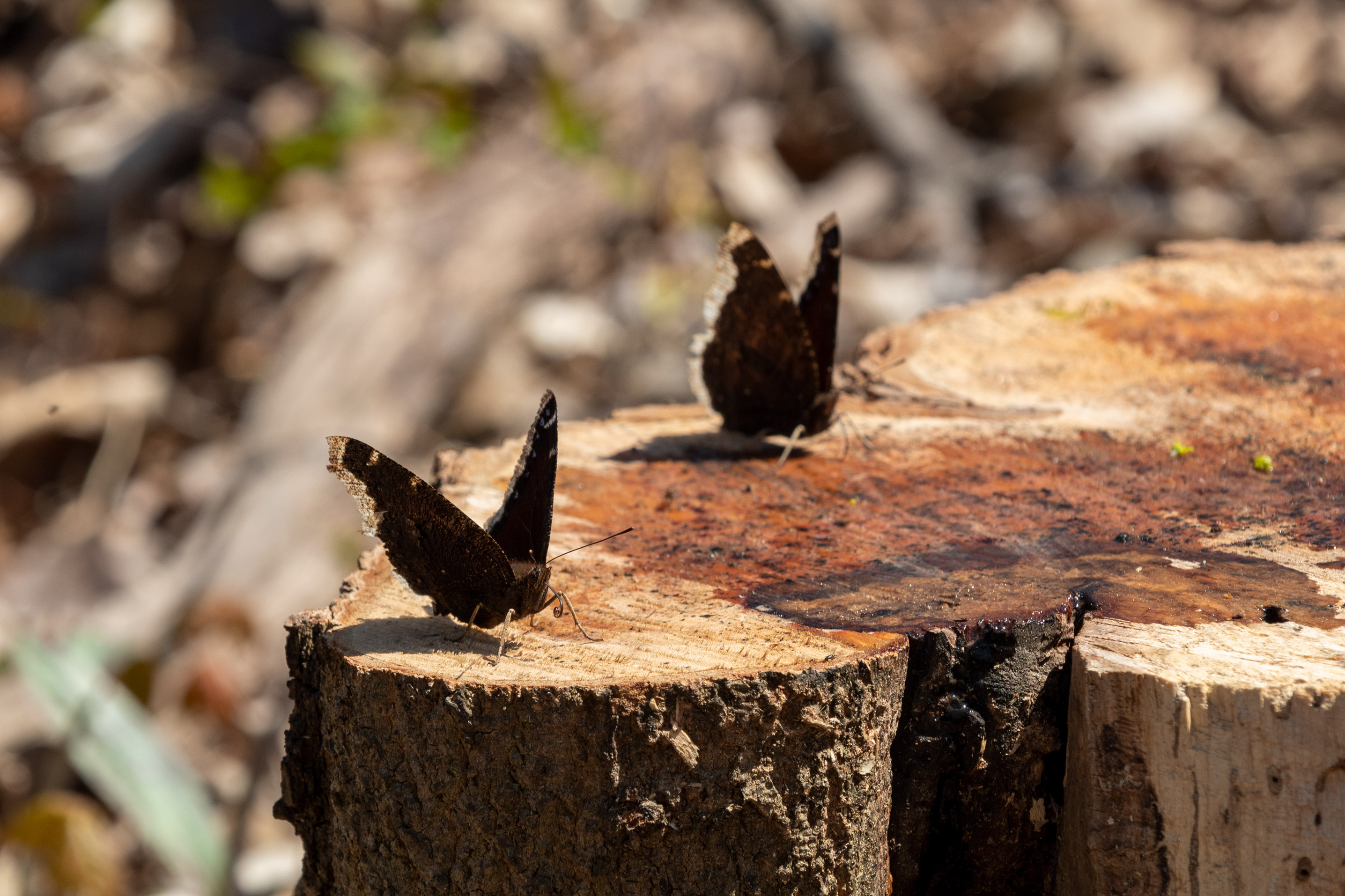 Two butterflies with brown, blue, and white wings sipping sap from a tree stump
