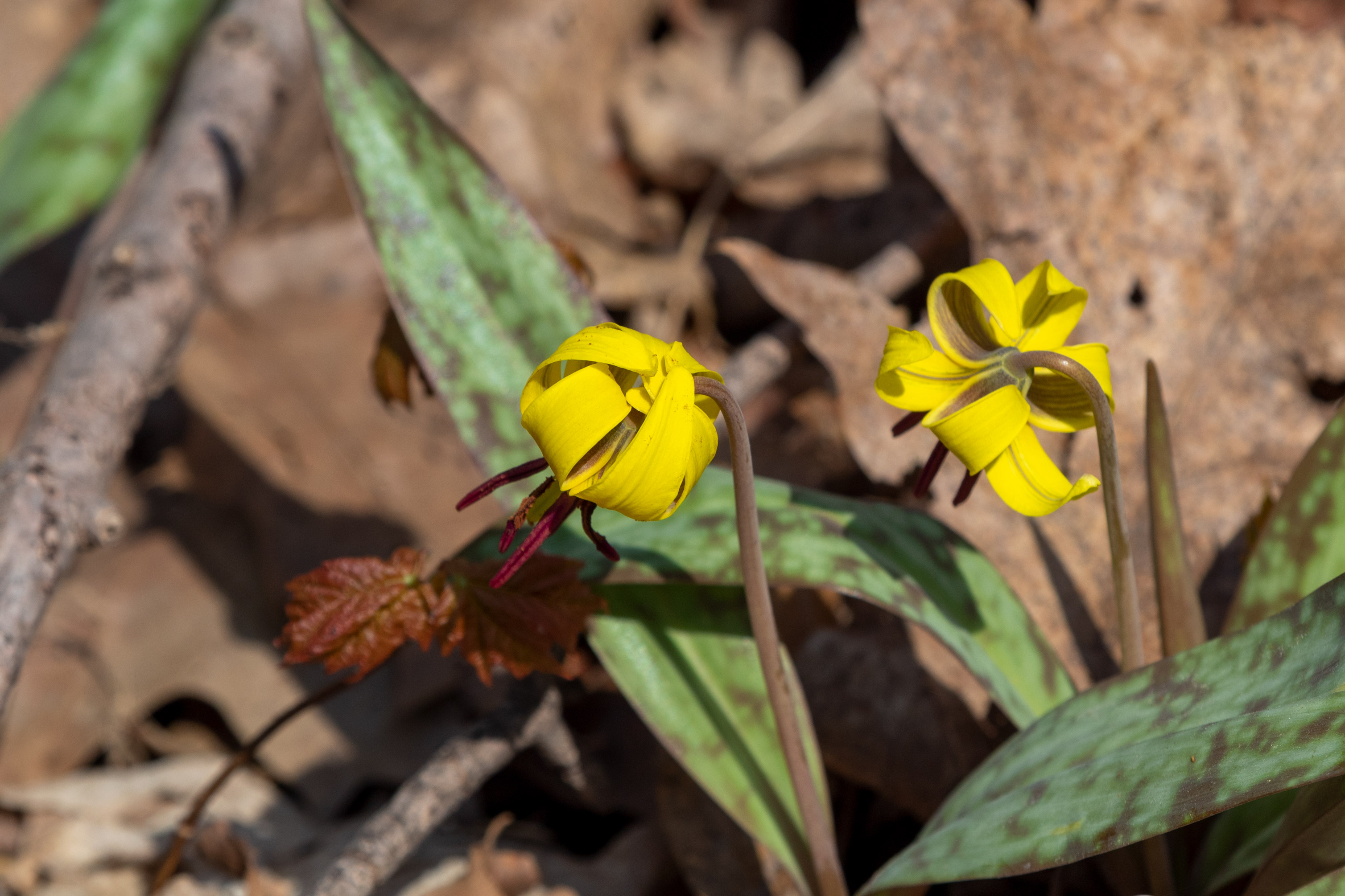 Two yellow flowers with curled petals and long green leaves growing on the forest ground
