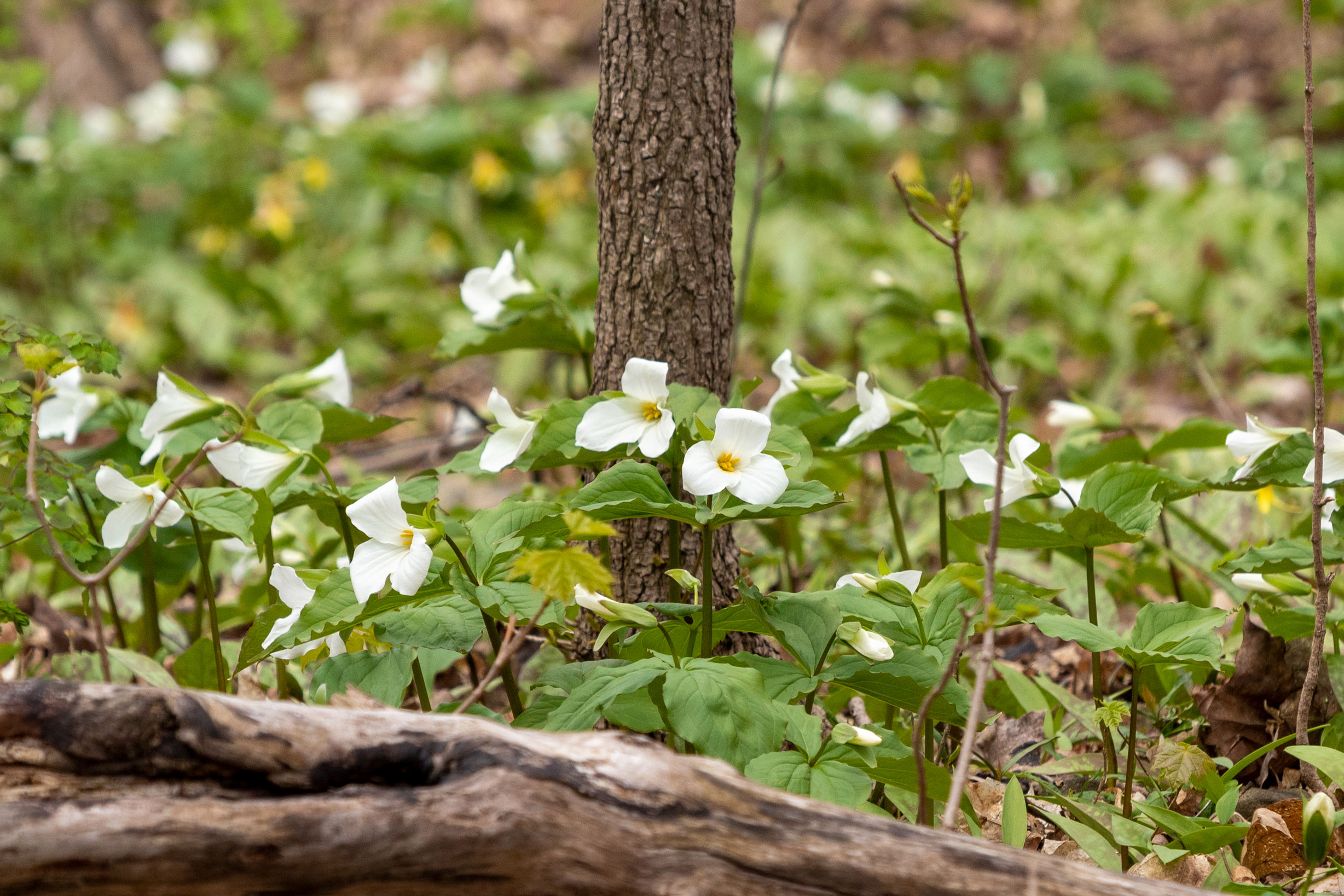 A field of trilliums on the forest floor