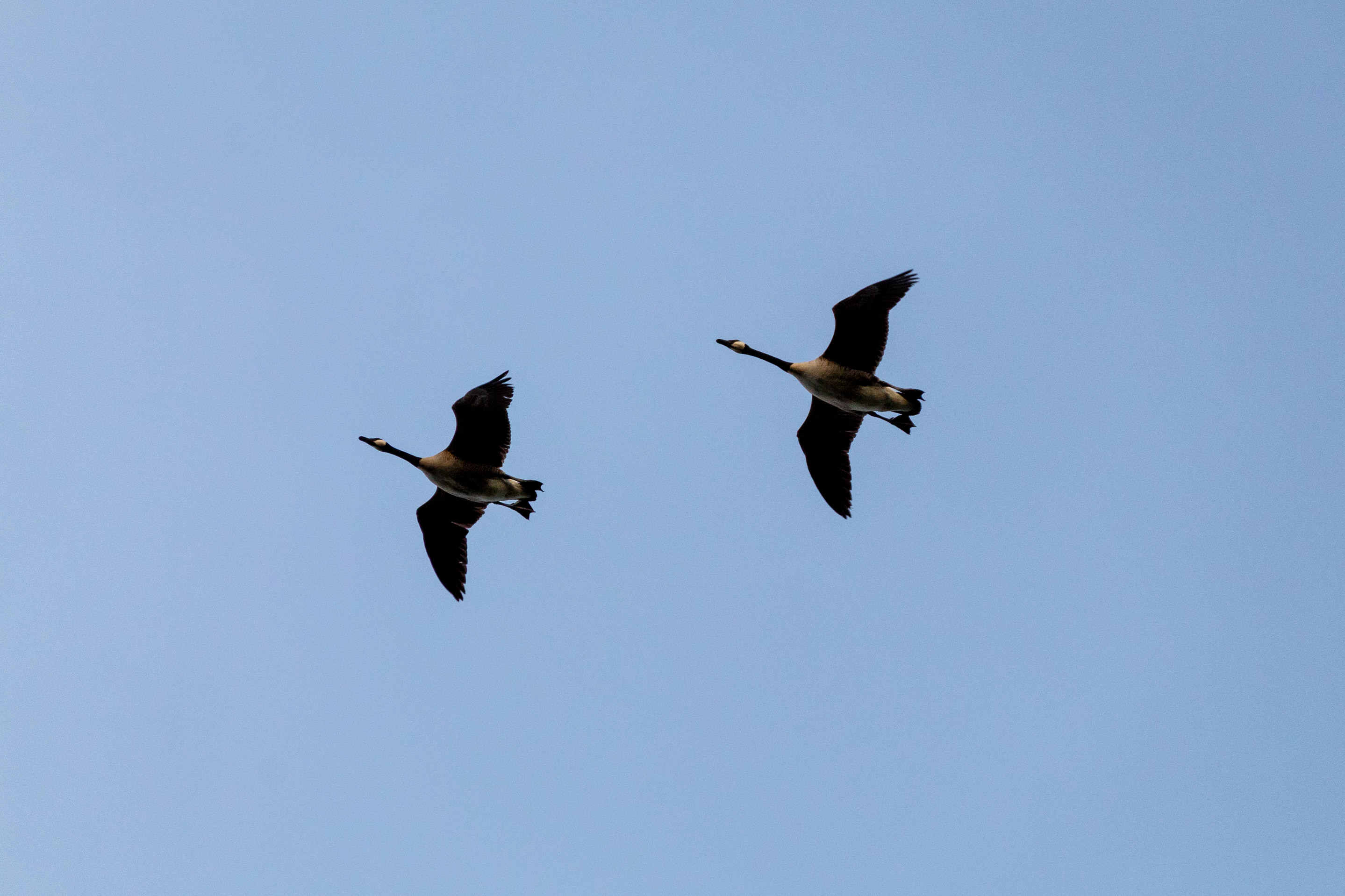 Two geese flying in the blue sky