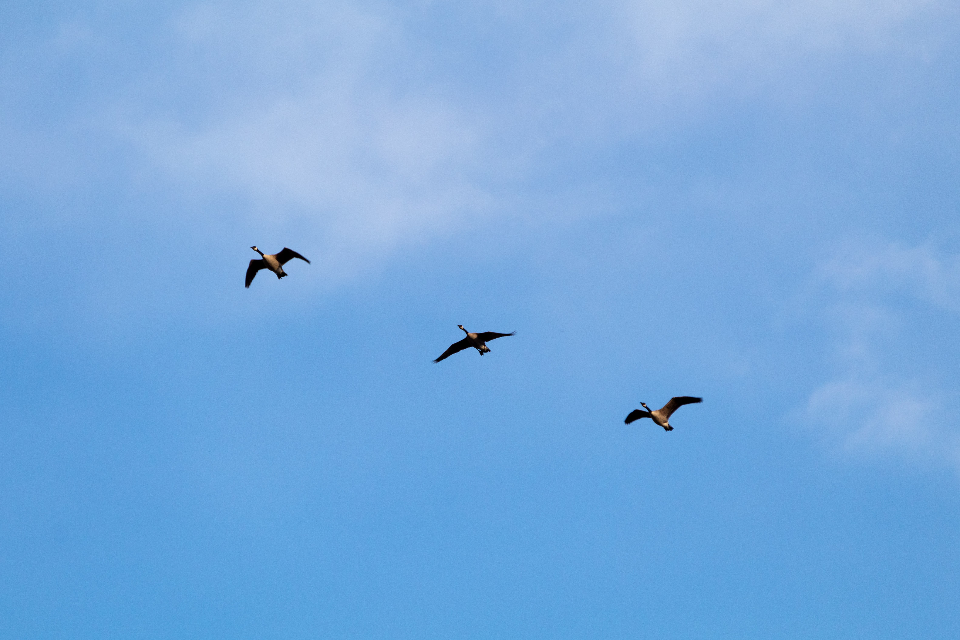 Three geese flying in the blue sky with some faint wispy clouds