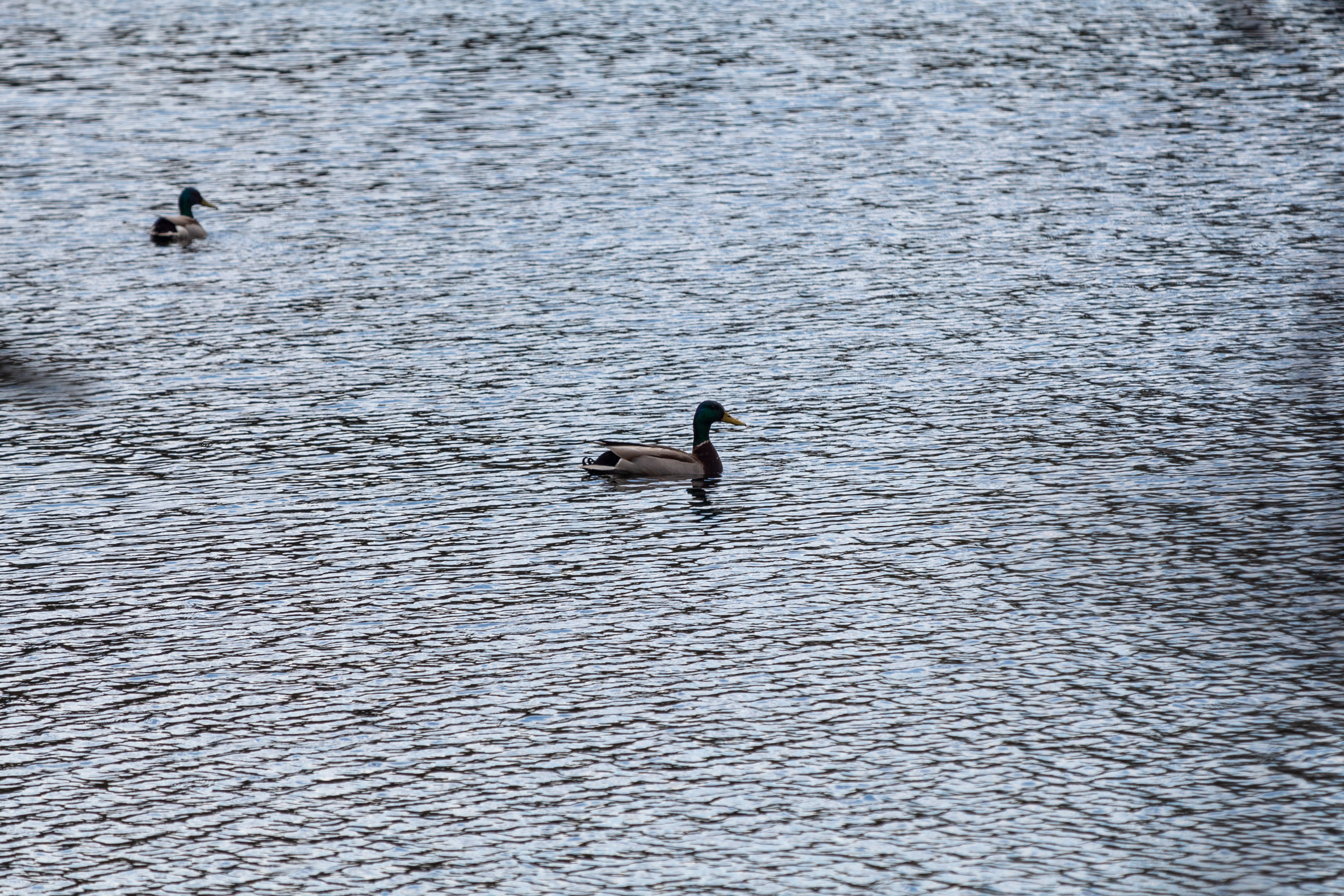 Ducks on a rippled lake