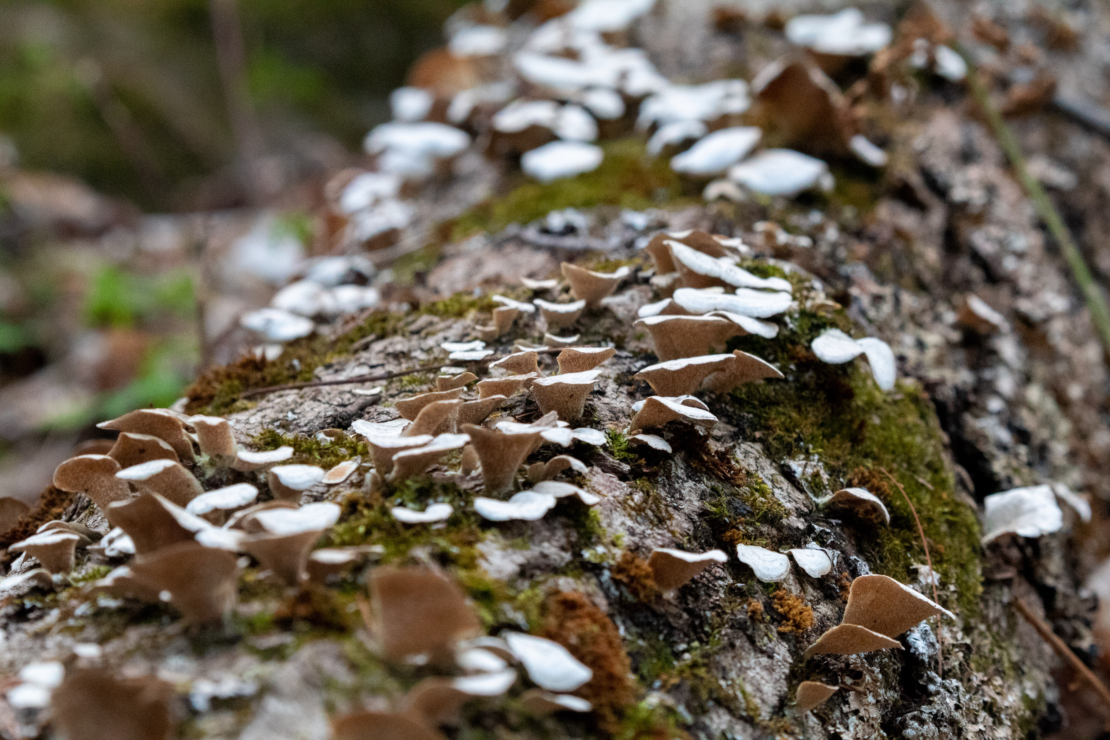 Seashell-shaped fungus growing on the moss-covered trunk of a fallen tree