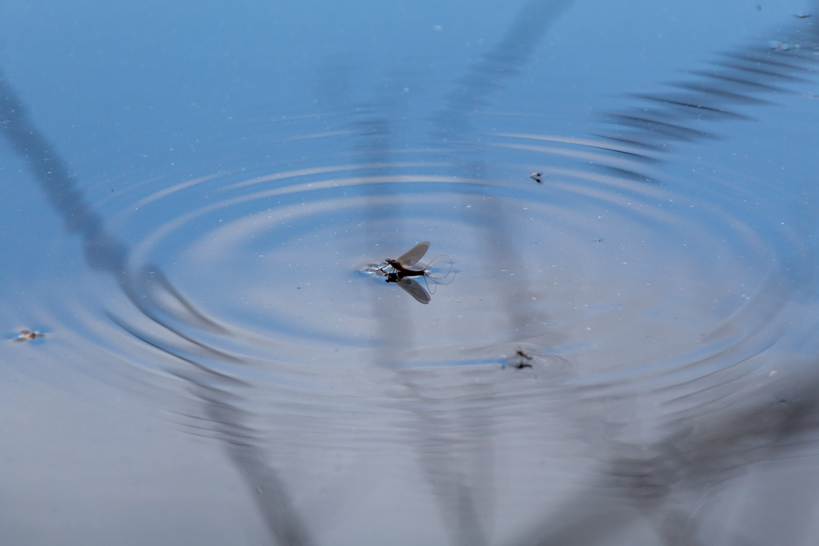 Mayfly sitting on a calm lake