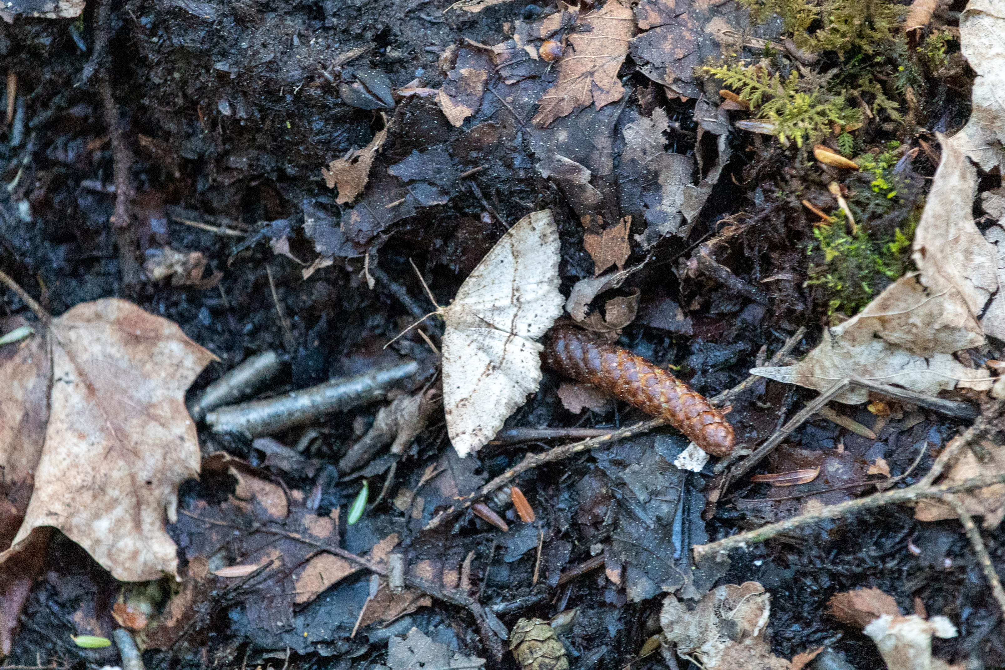 Pale moth sitting on the forest floor, surrounded by leaves and pinecones