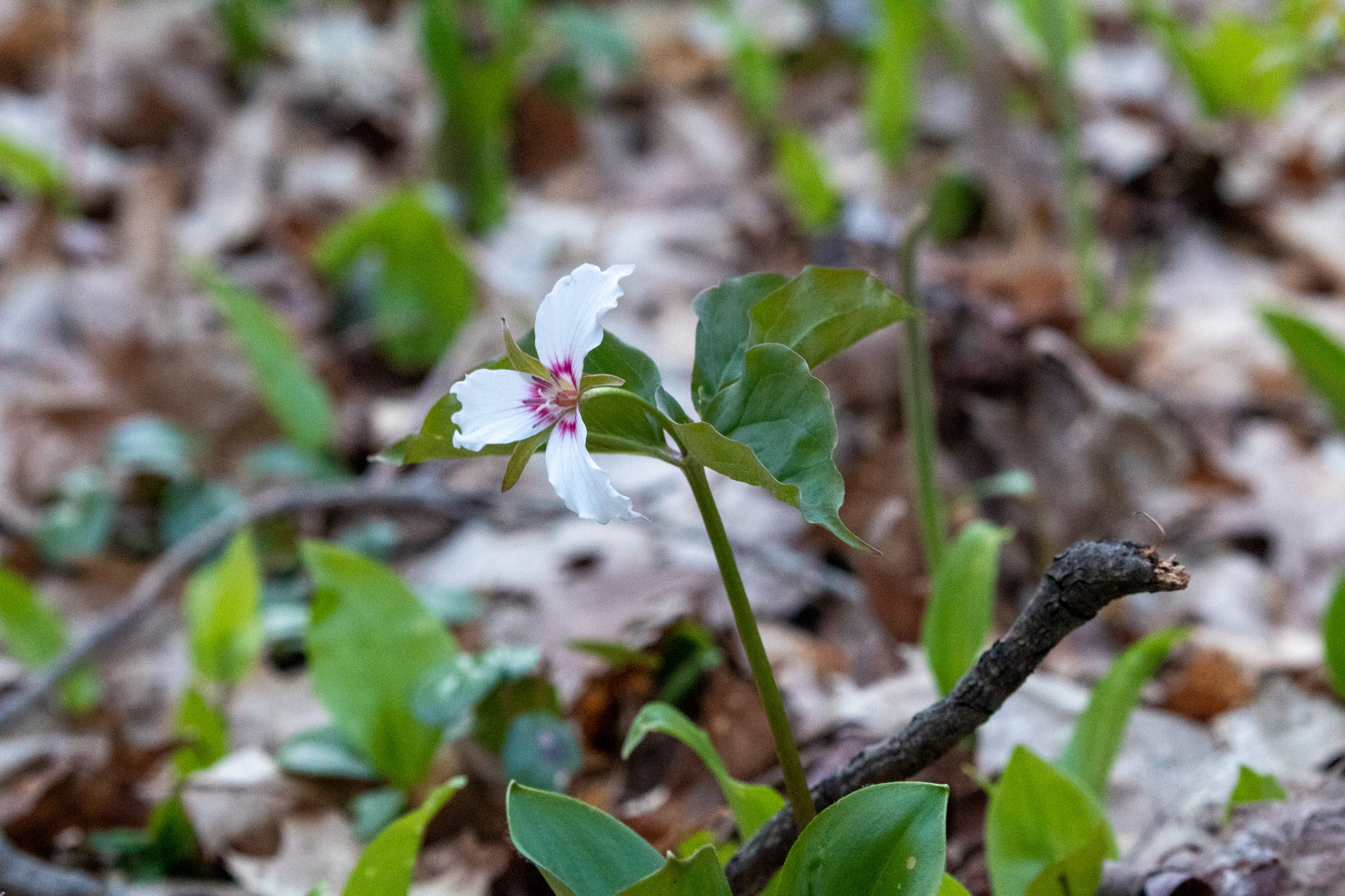 White Trillium with pink highlights on the forest floor