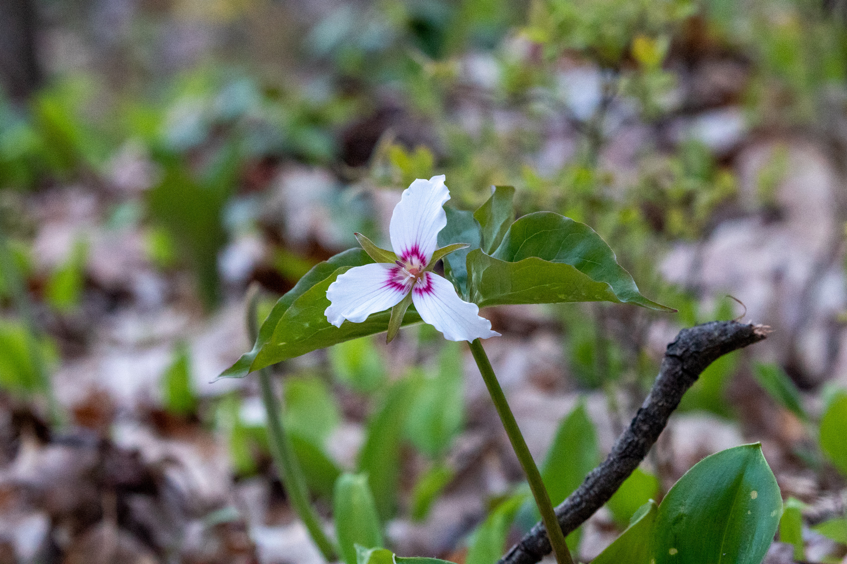 White Trillium with pink highlights on the forest floor