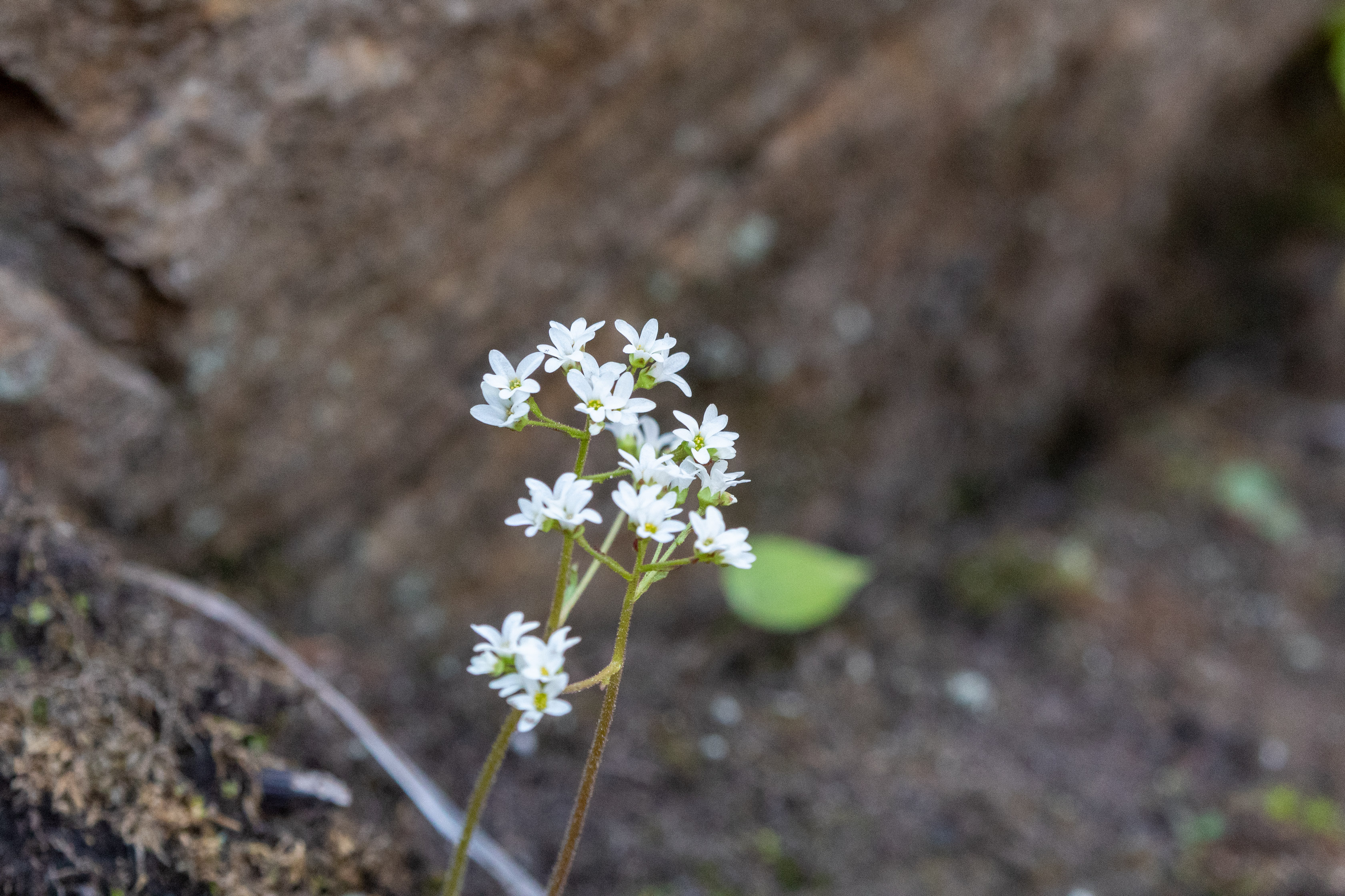Small white flowers on the forest floor