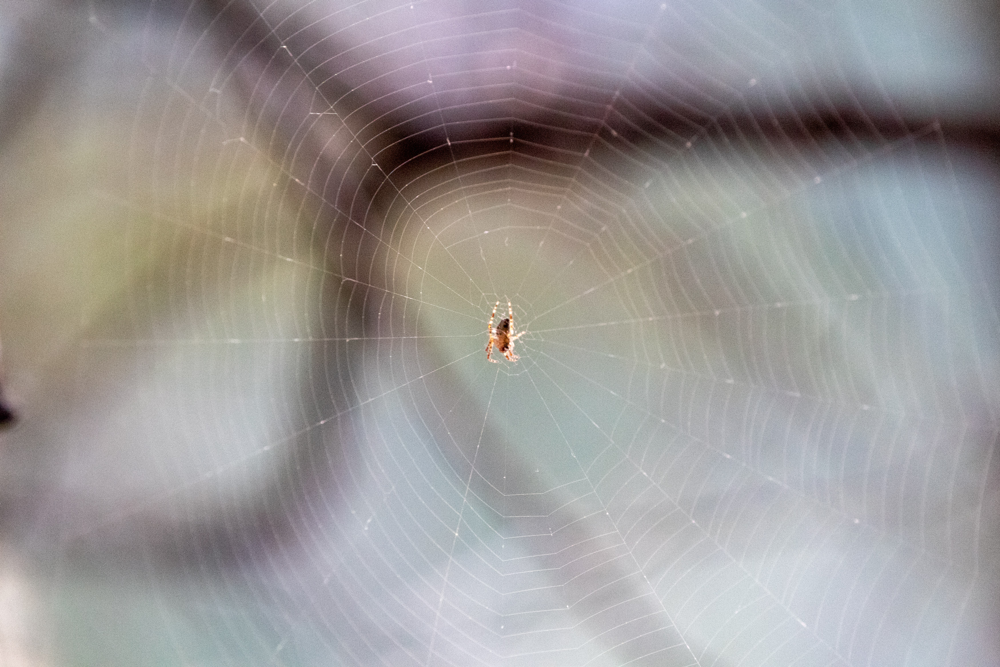 Spider in the middle of a spider web