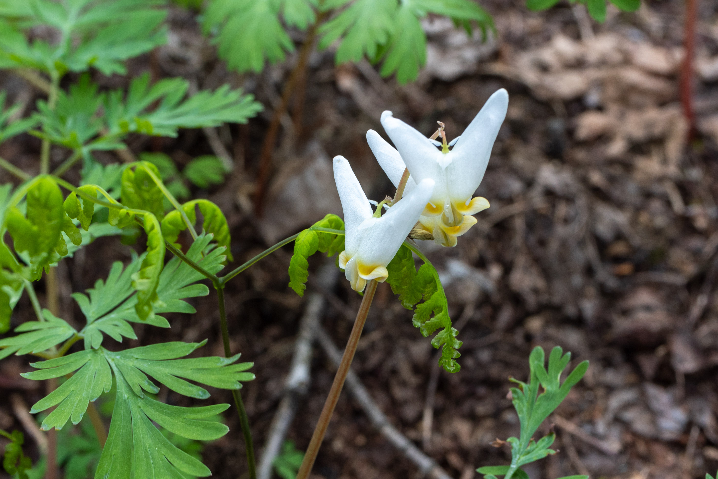 Small white flowers with bits of yellow that are shaped like boomerangs on the forest floor
