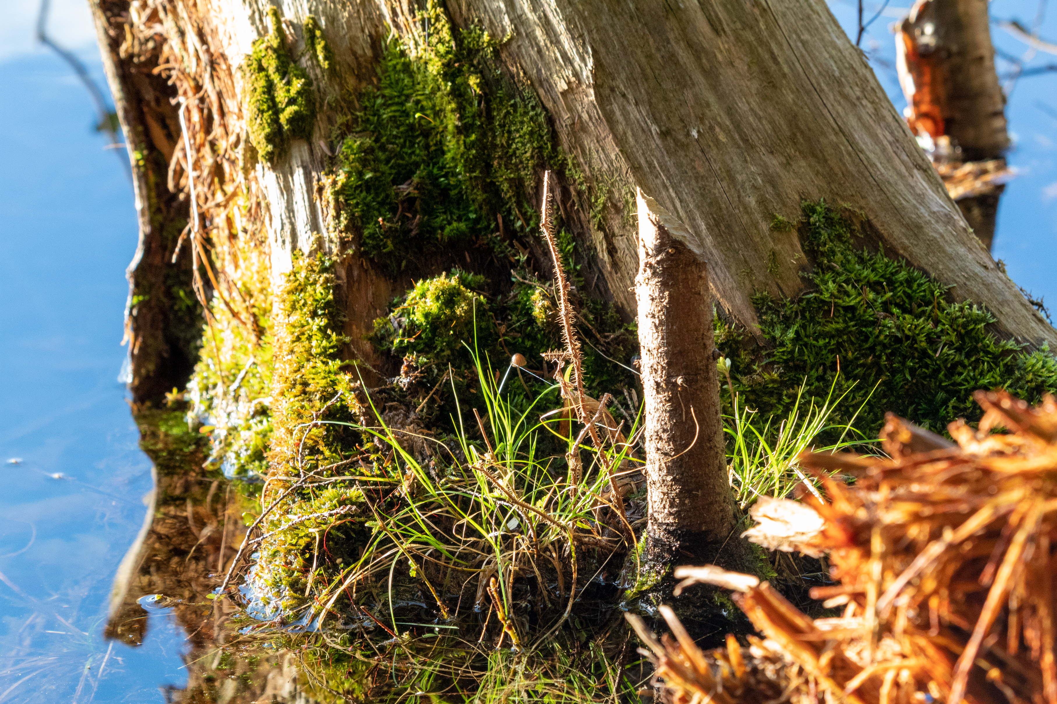 Tiny mushroom hidden in a tuft of grass on a tree log surrounded by water