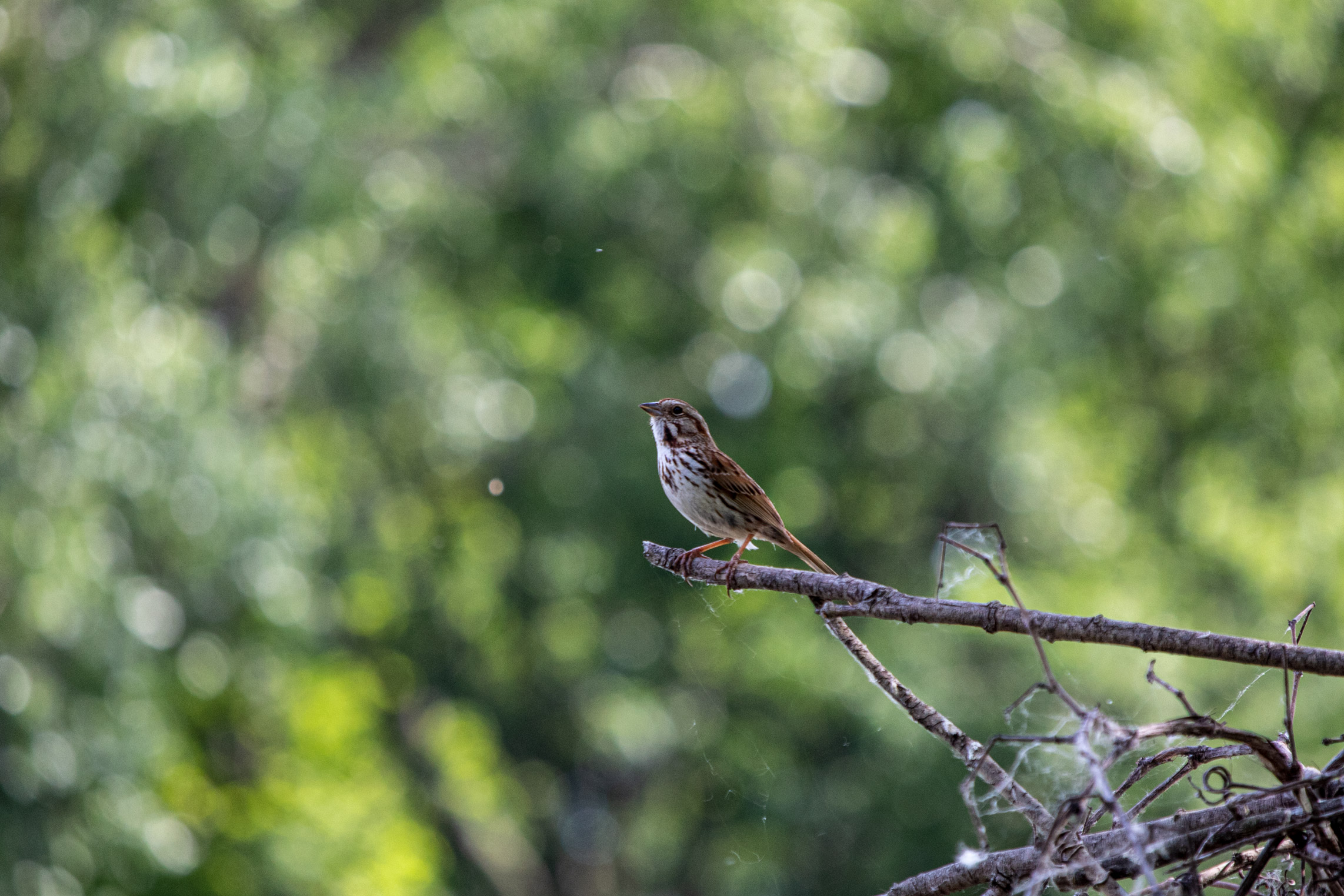 Small bird balanced on the end of a stick and looking to the side in front of out-of-focus greenery