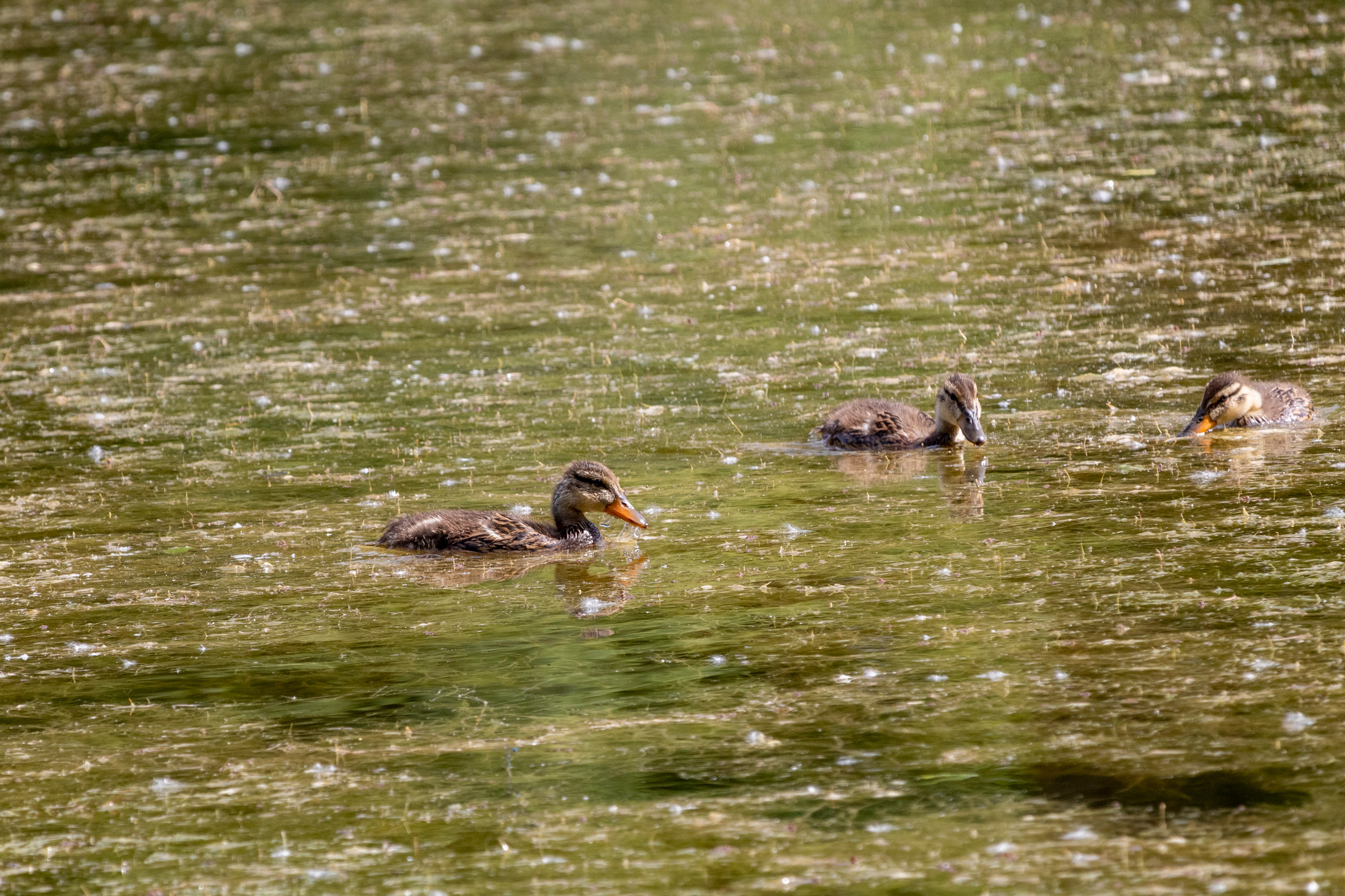 Three baby ducks floating in a lake