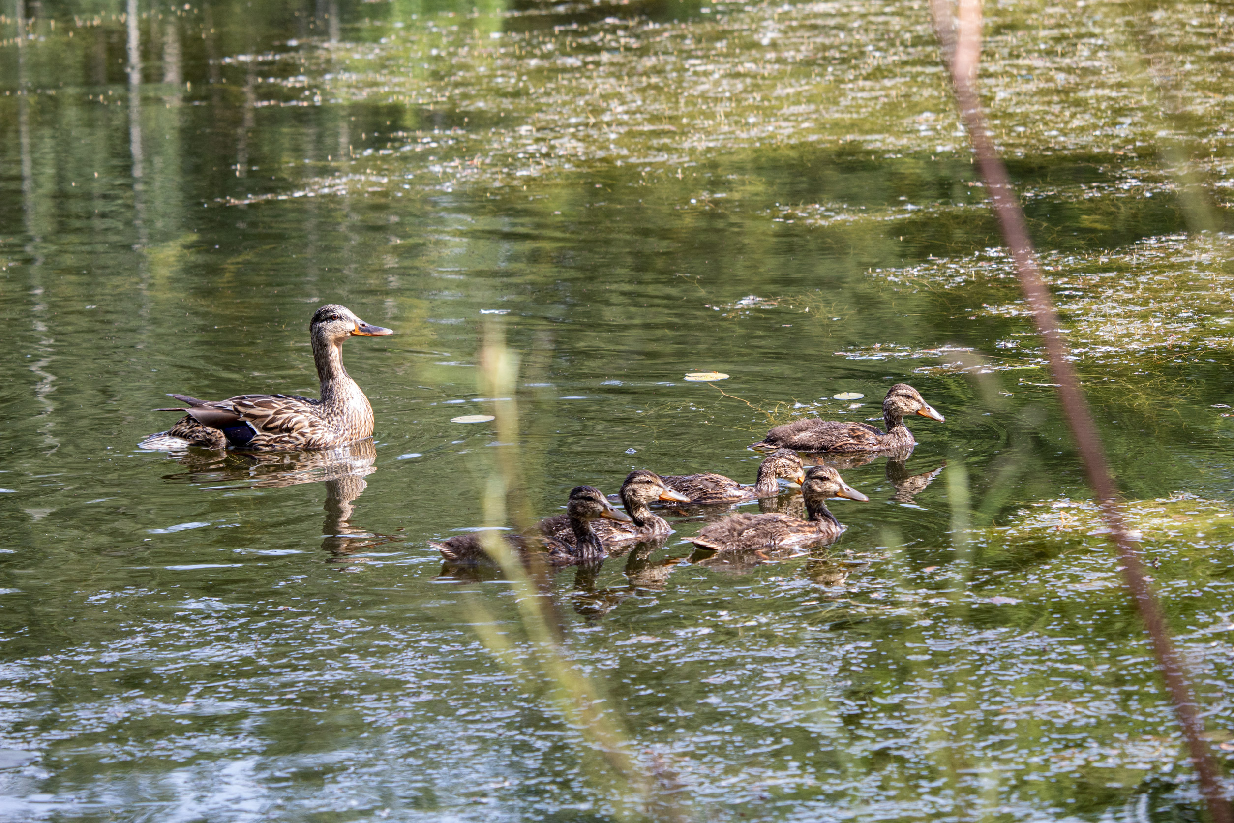 Momma duck and five ducklings floating on a lake