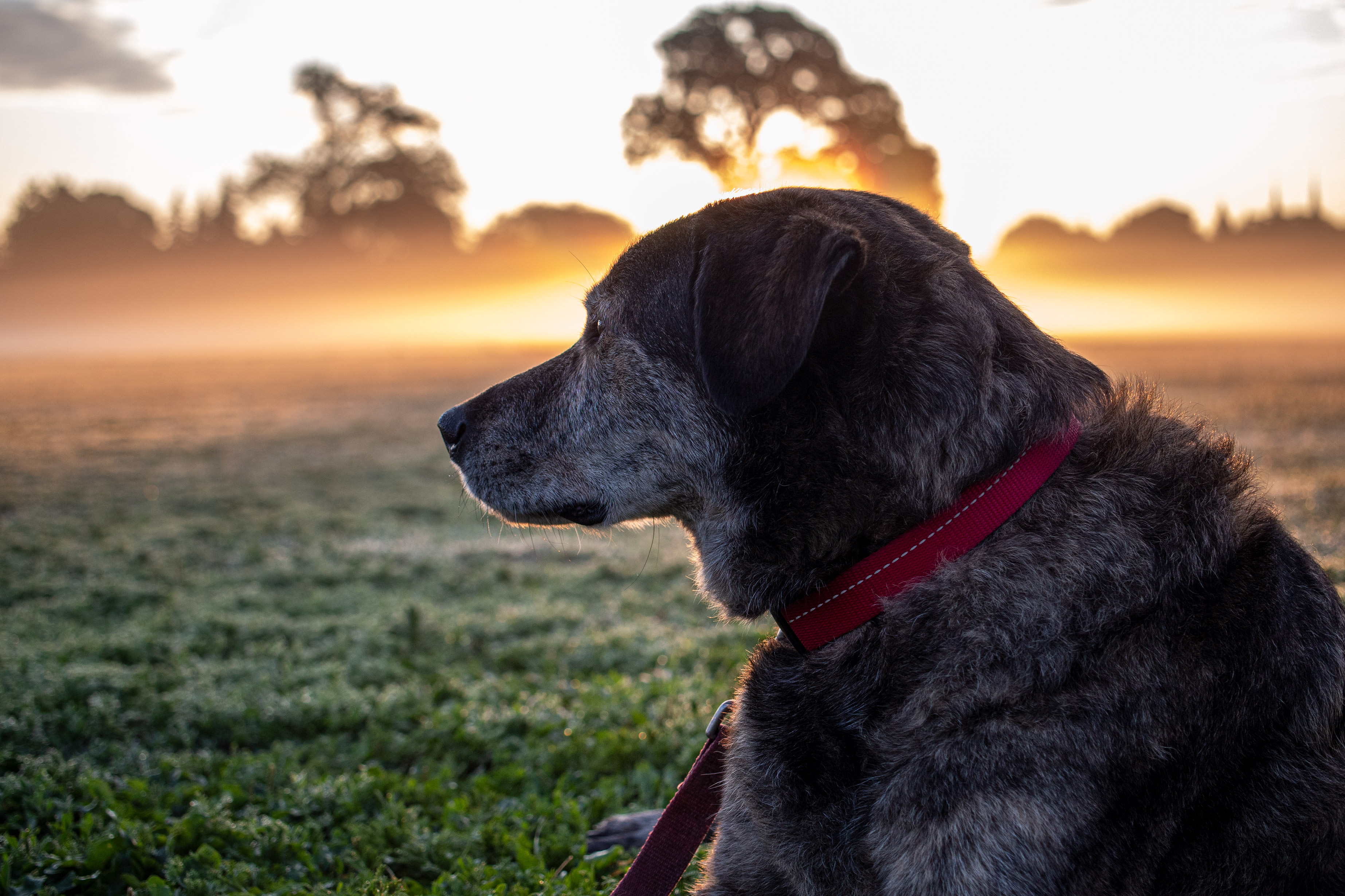 Dog with a red leash and collar looking back at a foggy sunrise