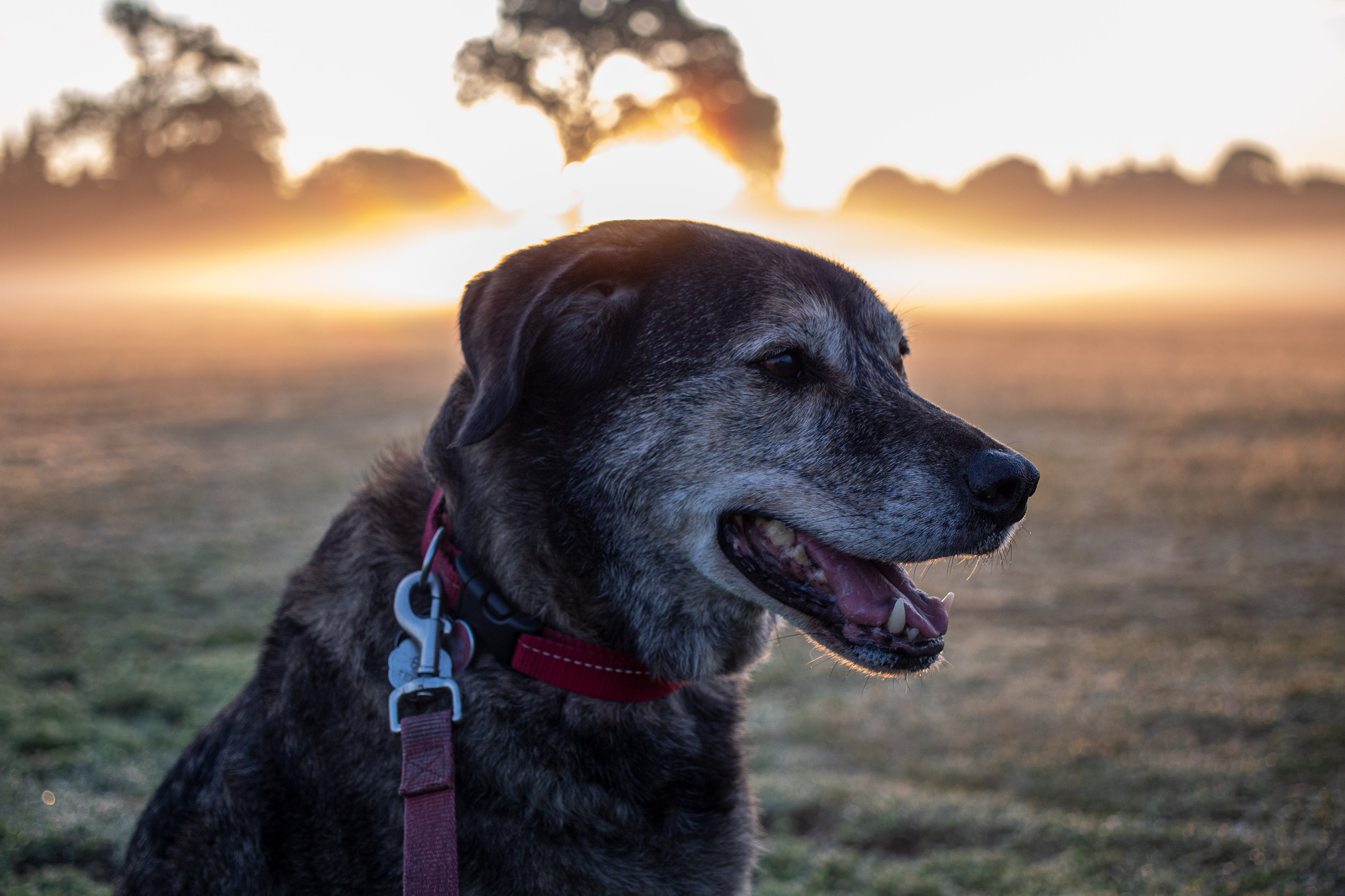 Dog with a red leash and collar in front of a yellow foggy sunrise