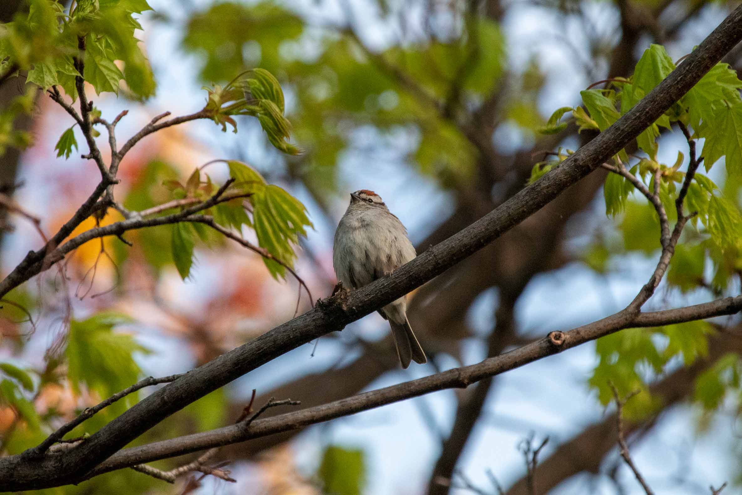 Sparrow sitting in a tree