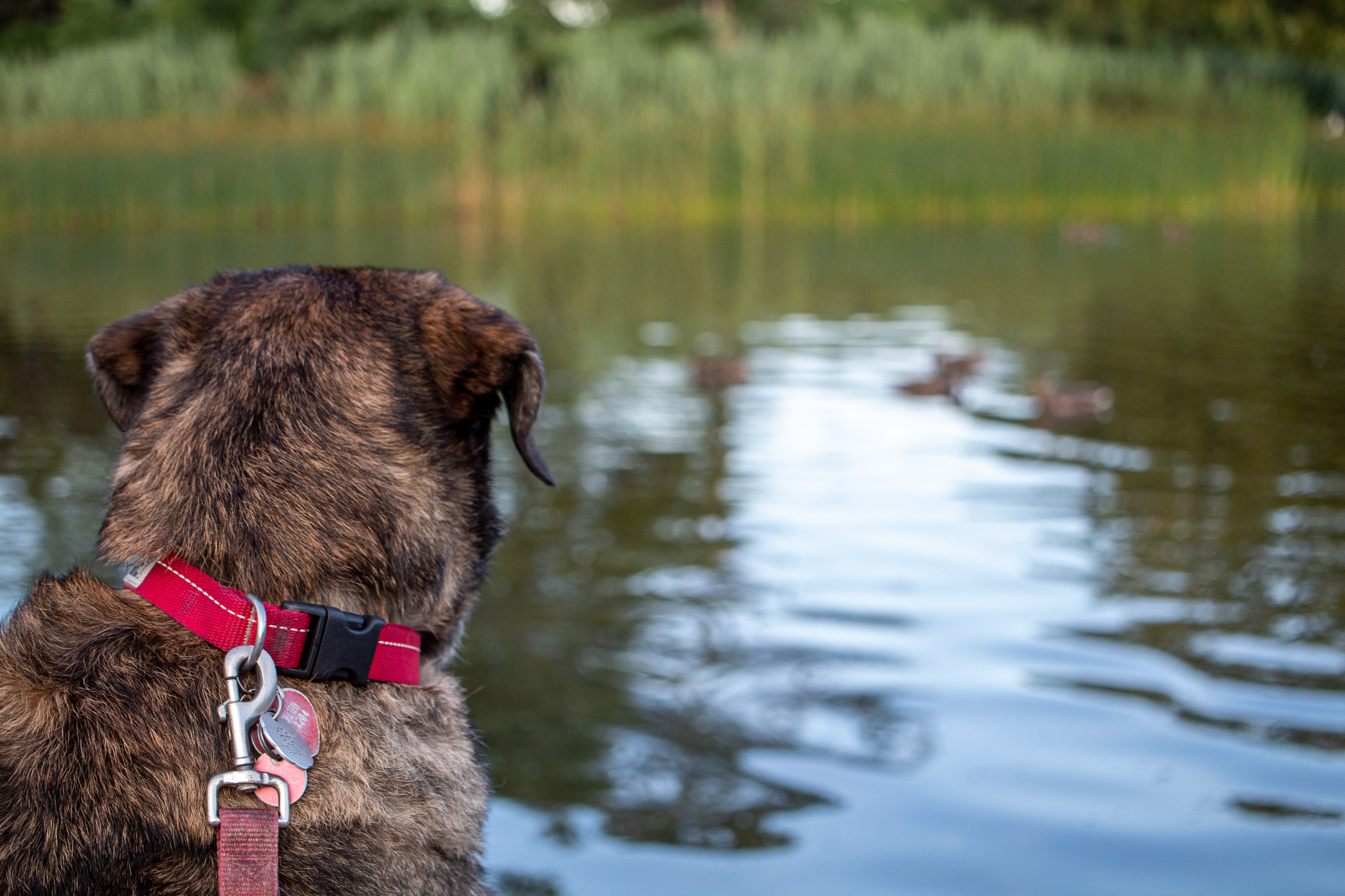 Dog with red leash and collar (in focus) is looking at ducks in the background (out of focus)