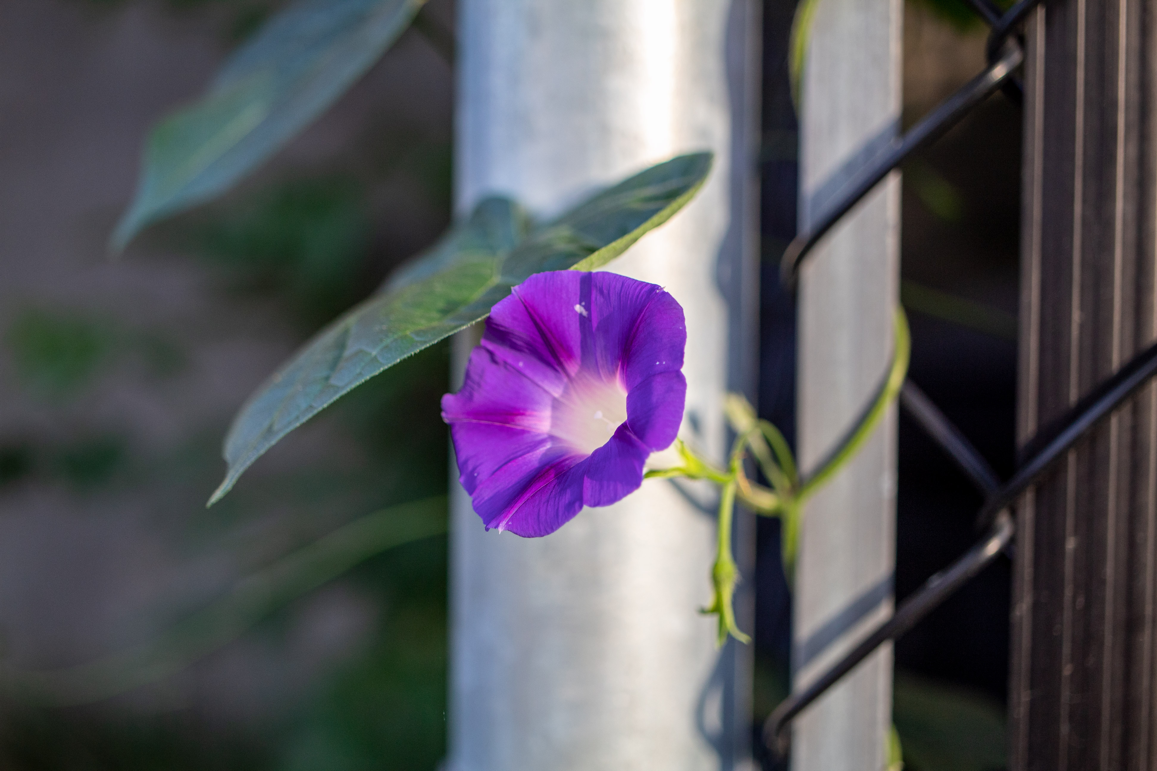 Purple flower with white centre growing of a fence with a single large heart-shaped leaf