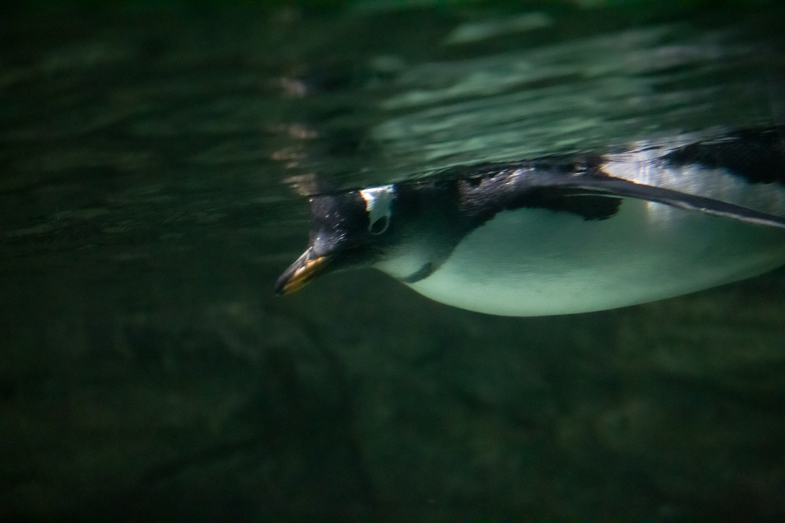 Underwater photograph of a penguin swimming