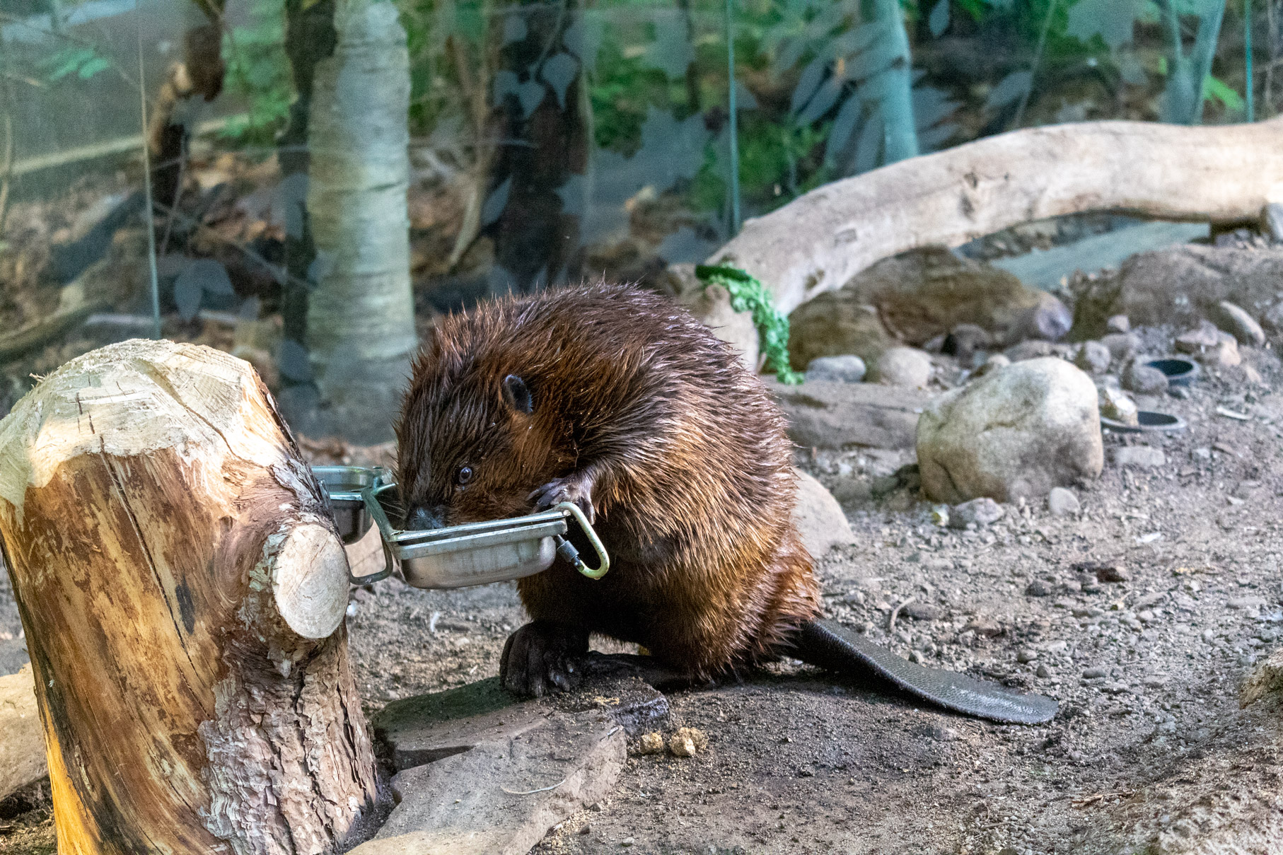 Beaver eating from a metal tray attached to a log in a wooded environment