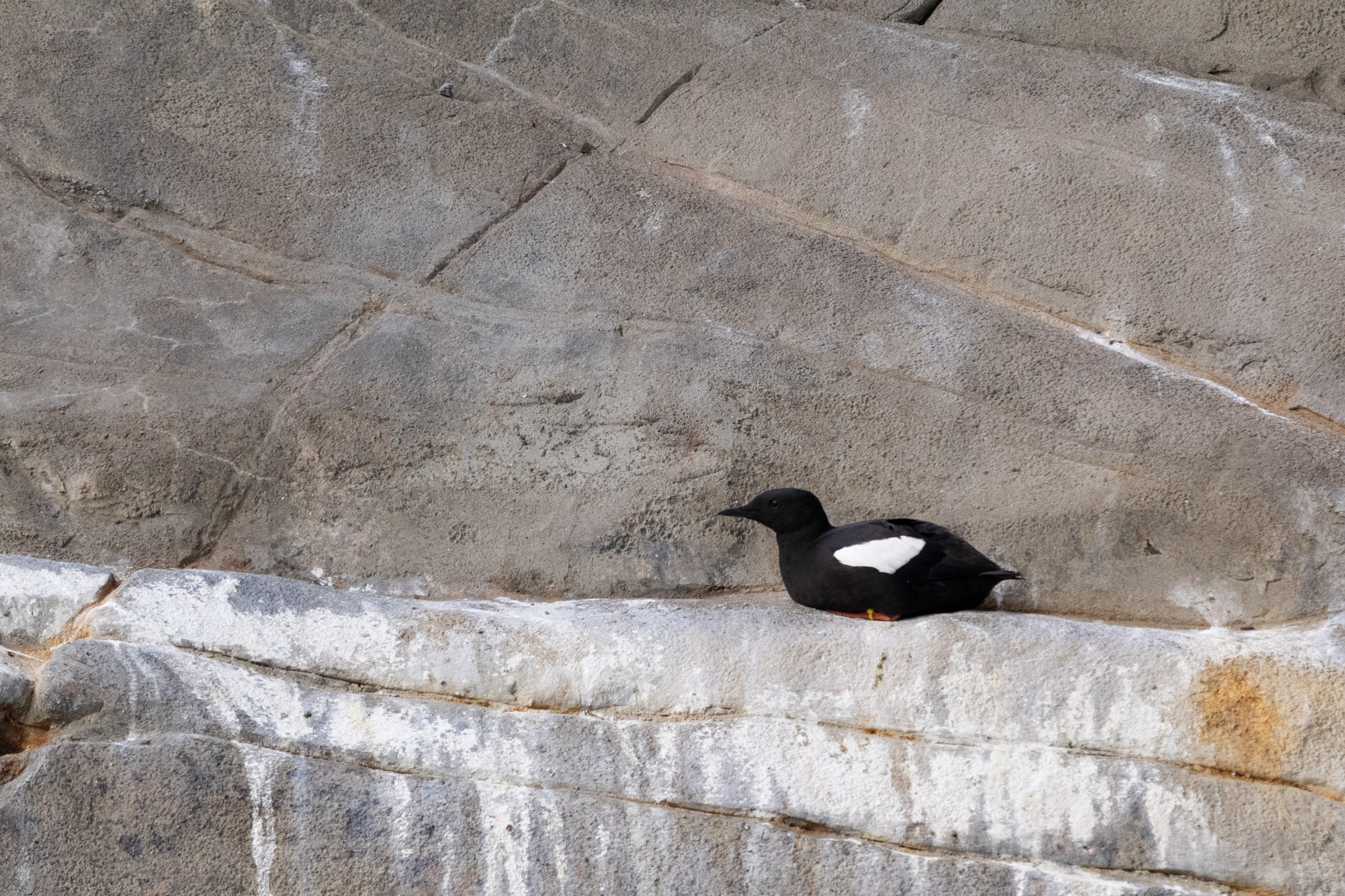 Black bird with white bands on its wings sitting on a cliff face