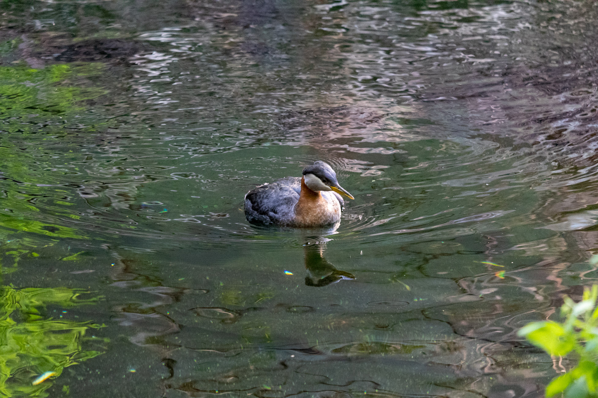 Black, orange, and white bird floating on the water