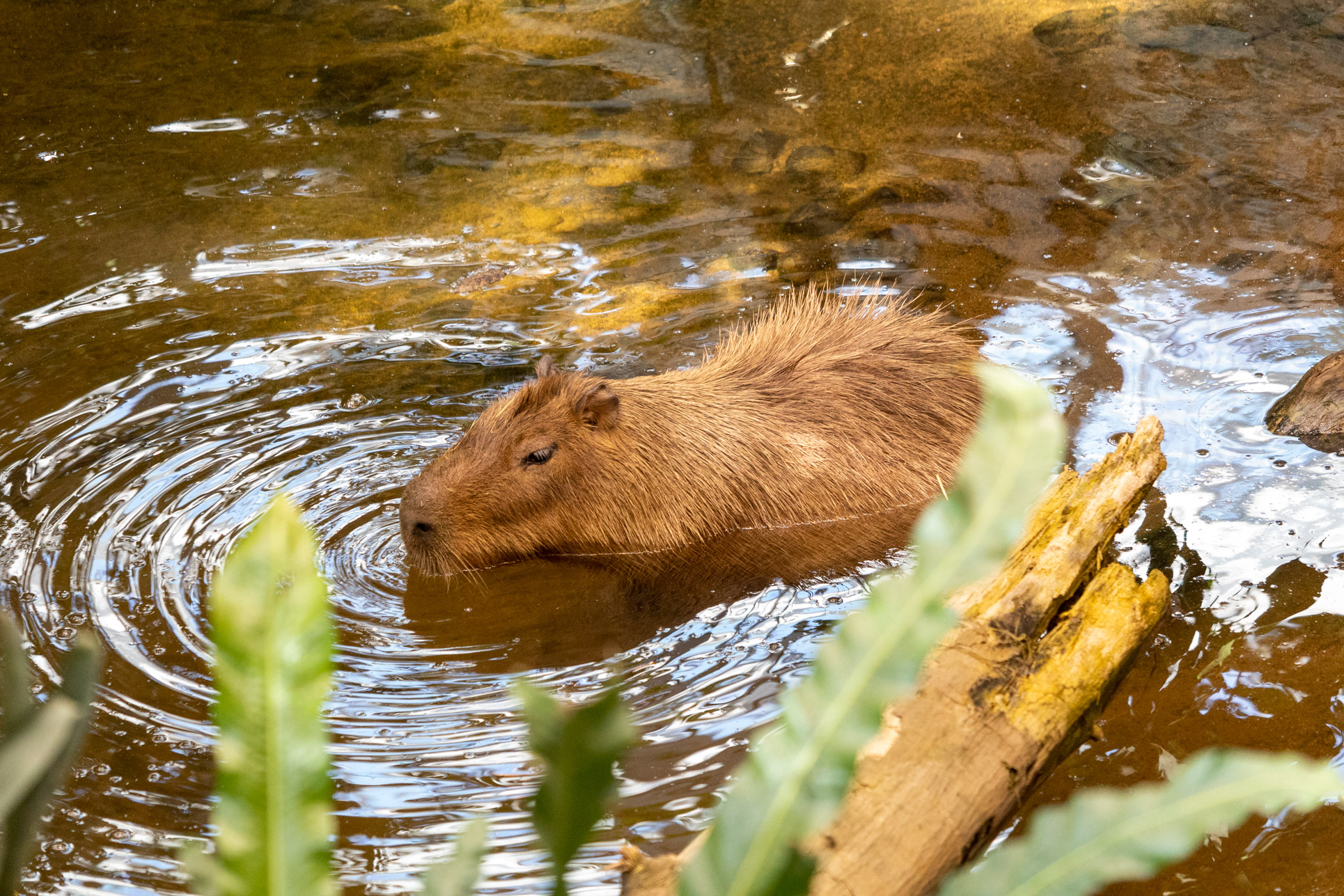 Capybara swimming in the water