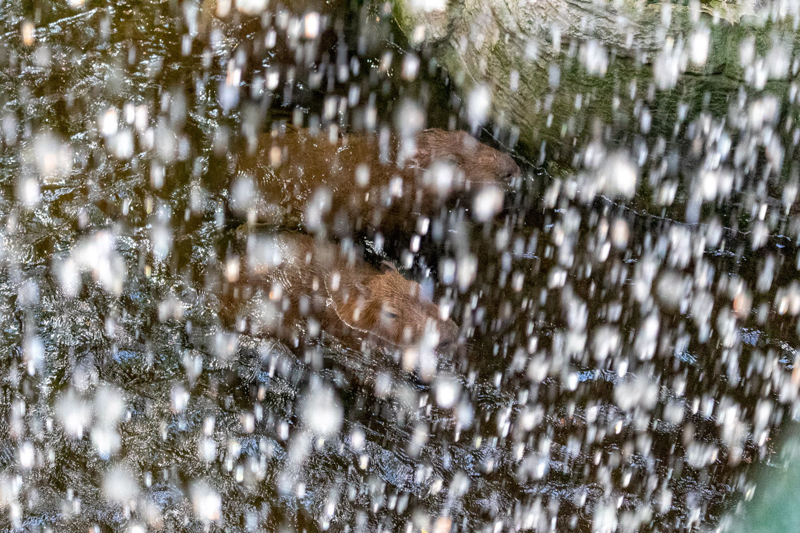 Two capybaras in the water, viewed from behind a waterfall