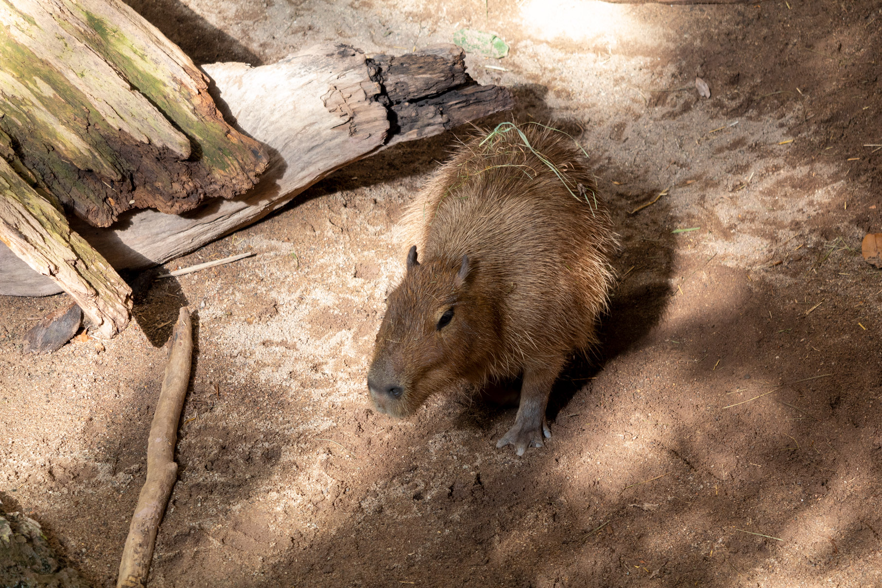 Capybara walking on a sandy beach beside large pieces of driftwood