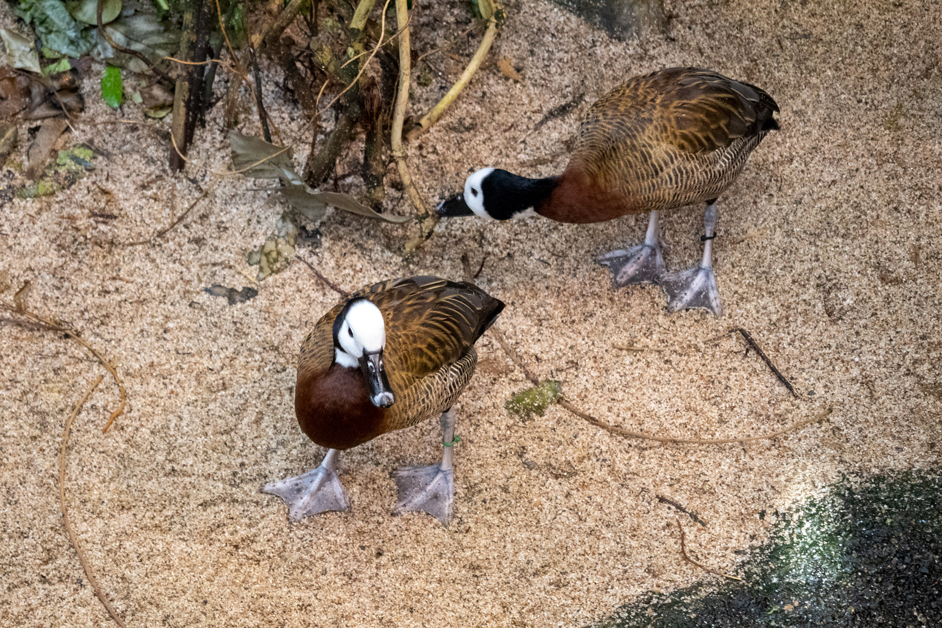 Two brown ducks with white heads and black beaks walking on a sandy beach