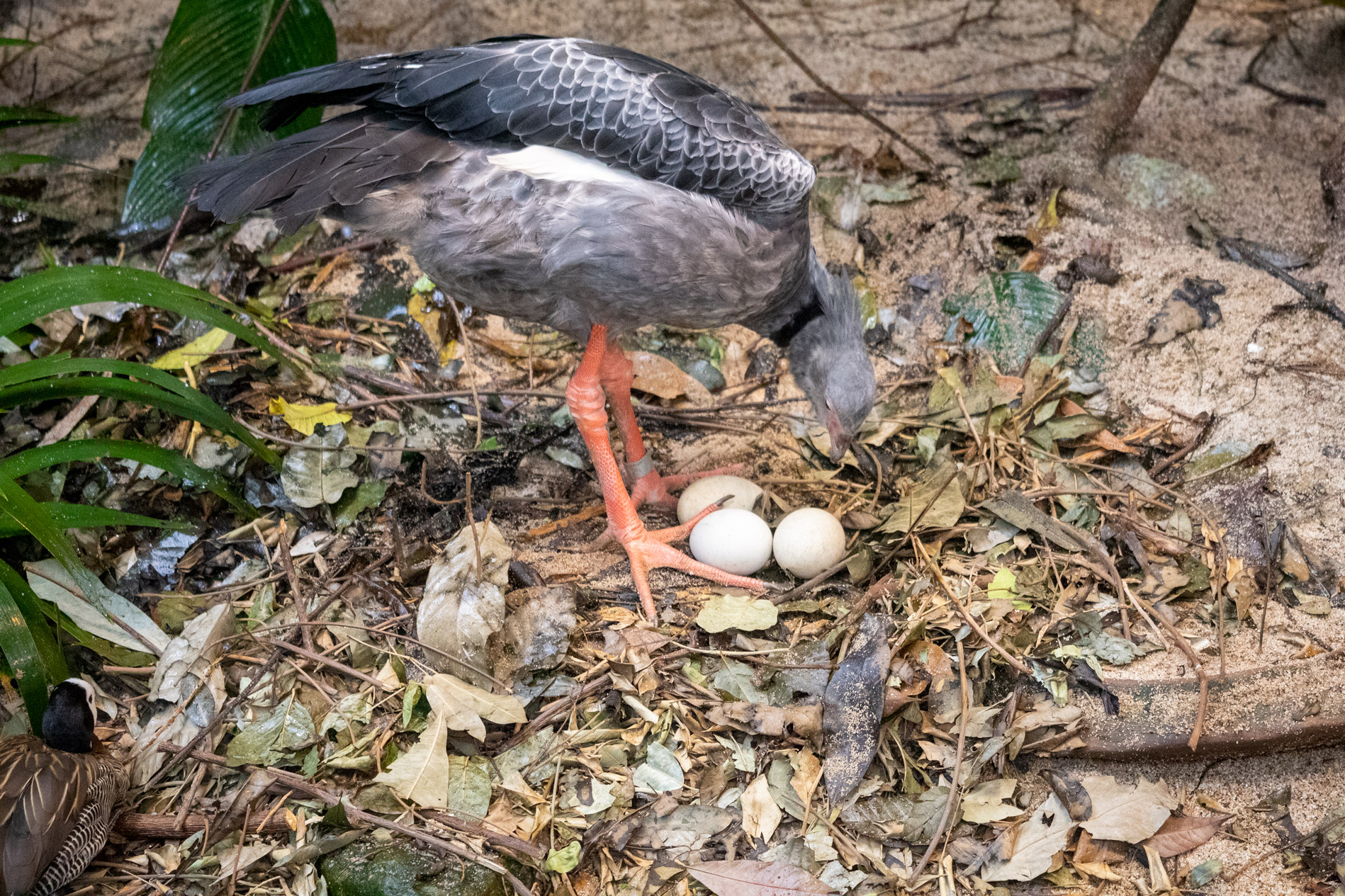 Large grey bird with orange legs standing over 3 eggs on a forest floor