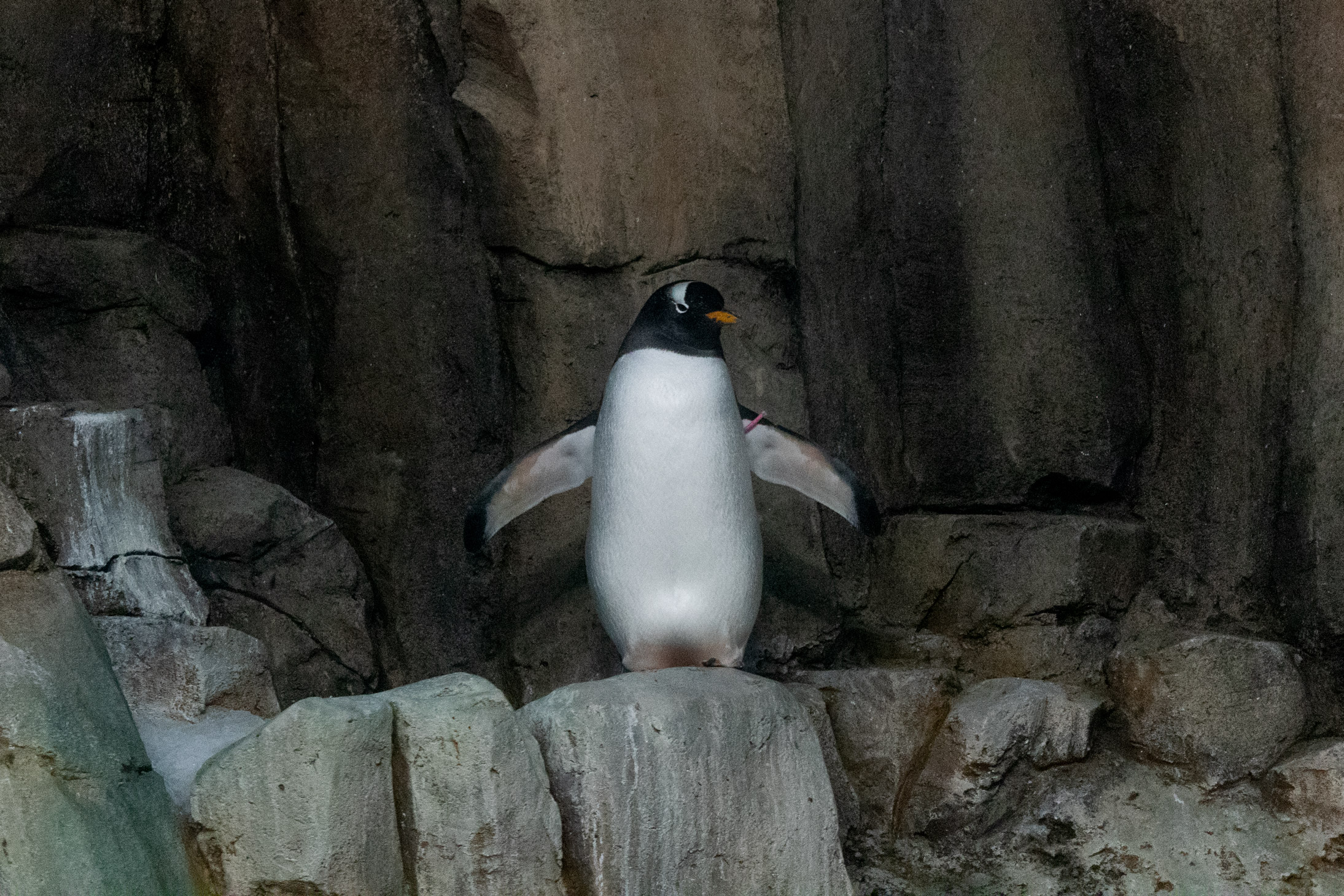 Penguin standing on a rock with arms outstretched