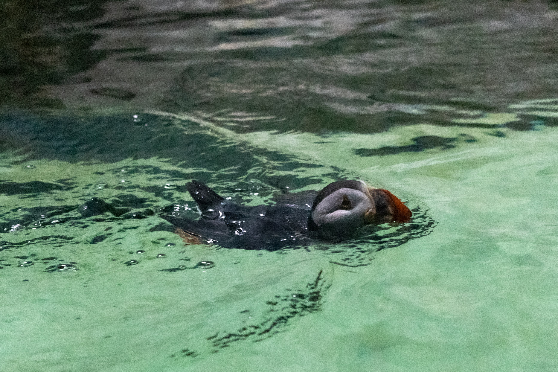 Puffin swimming with its head poking out of the water