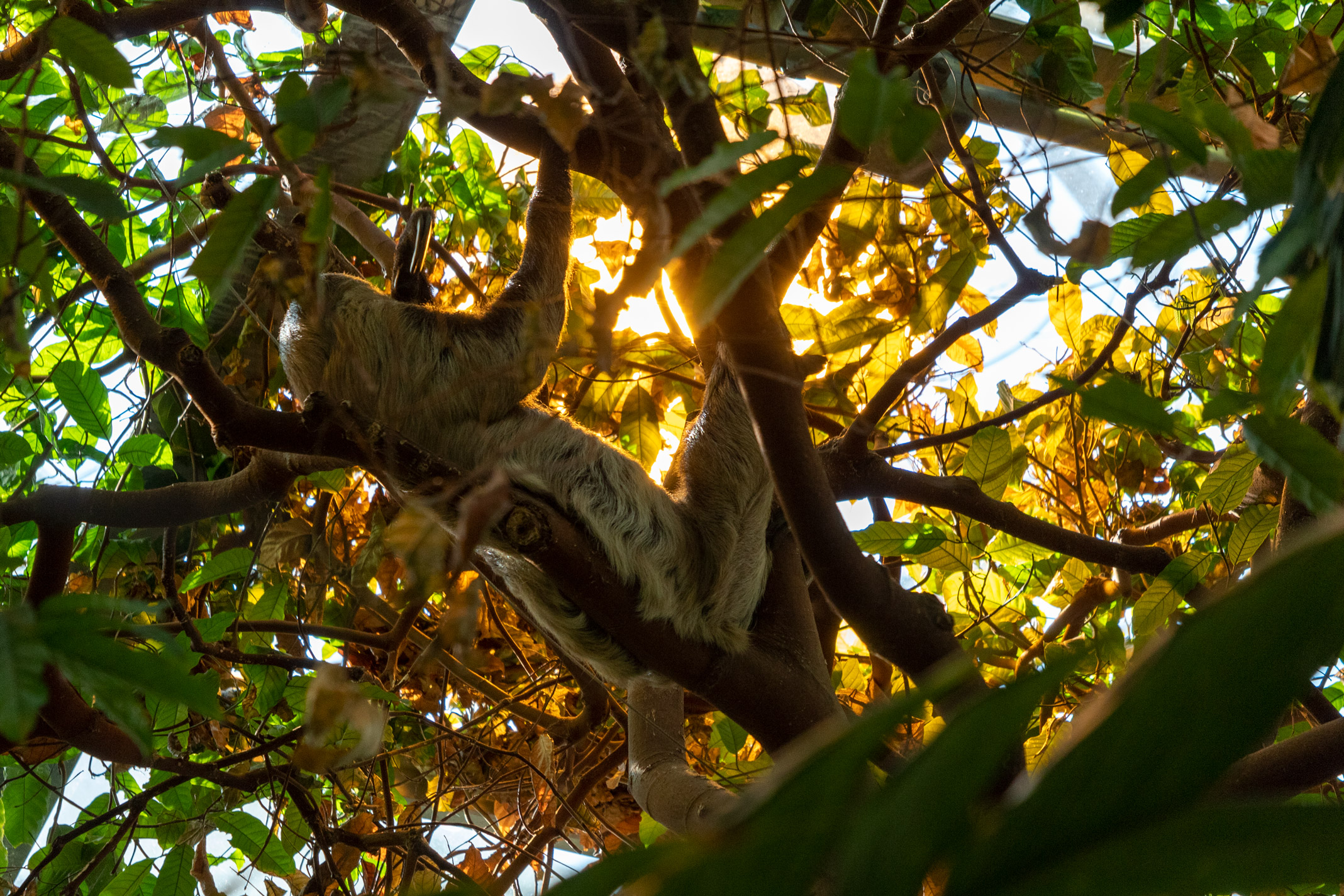 Sloth in a tree canopy, laying on its back