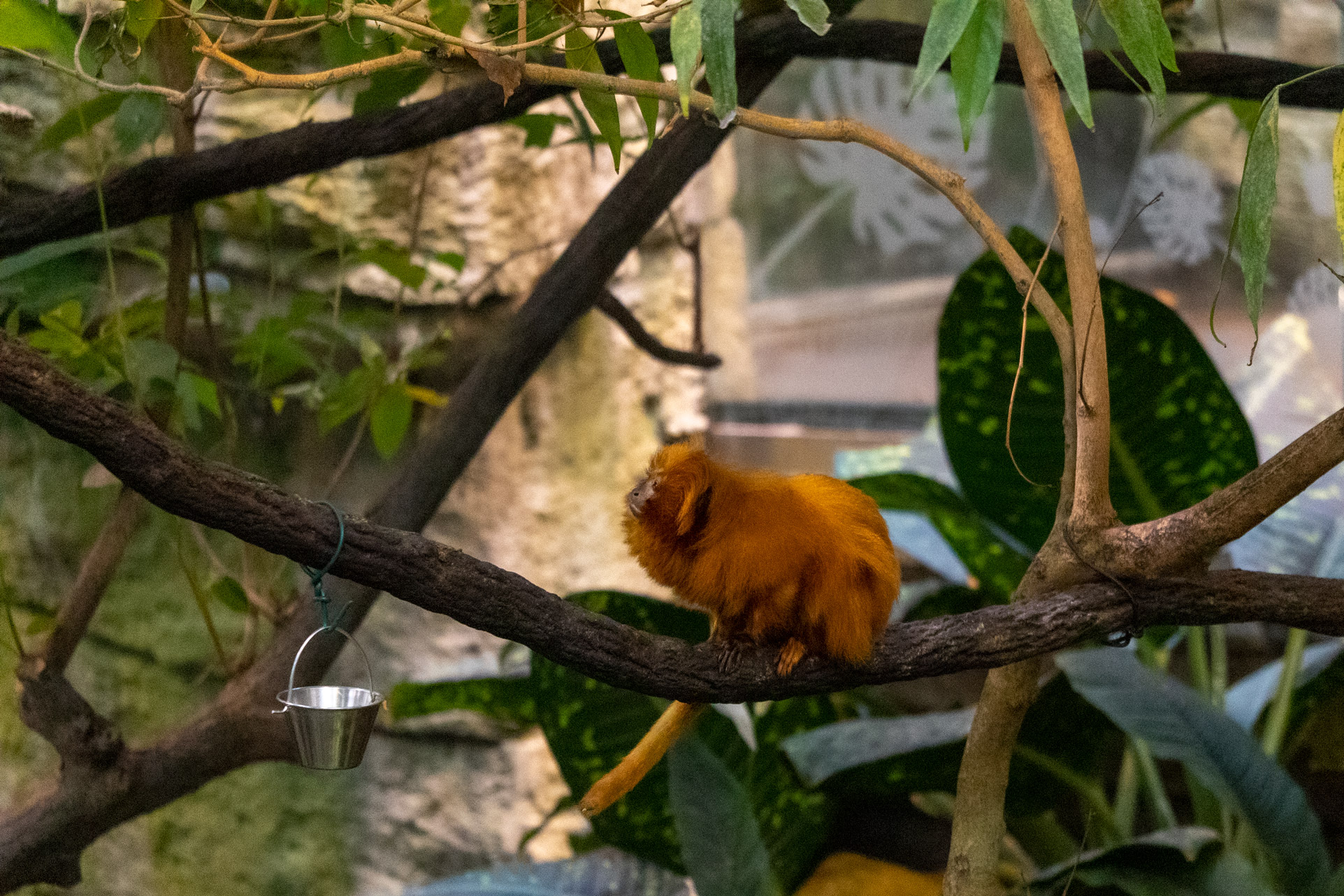 Small orange monkey on a tree branch
