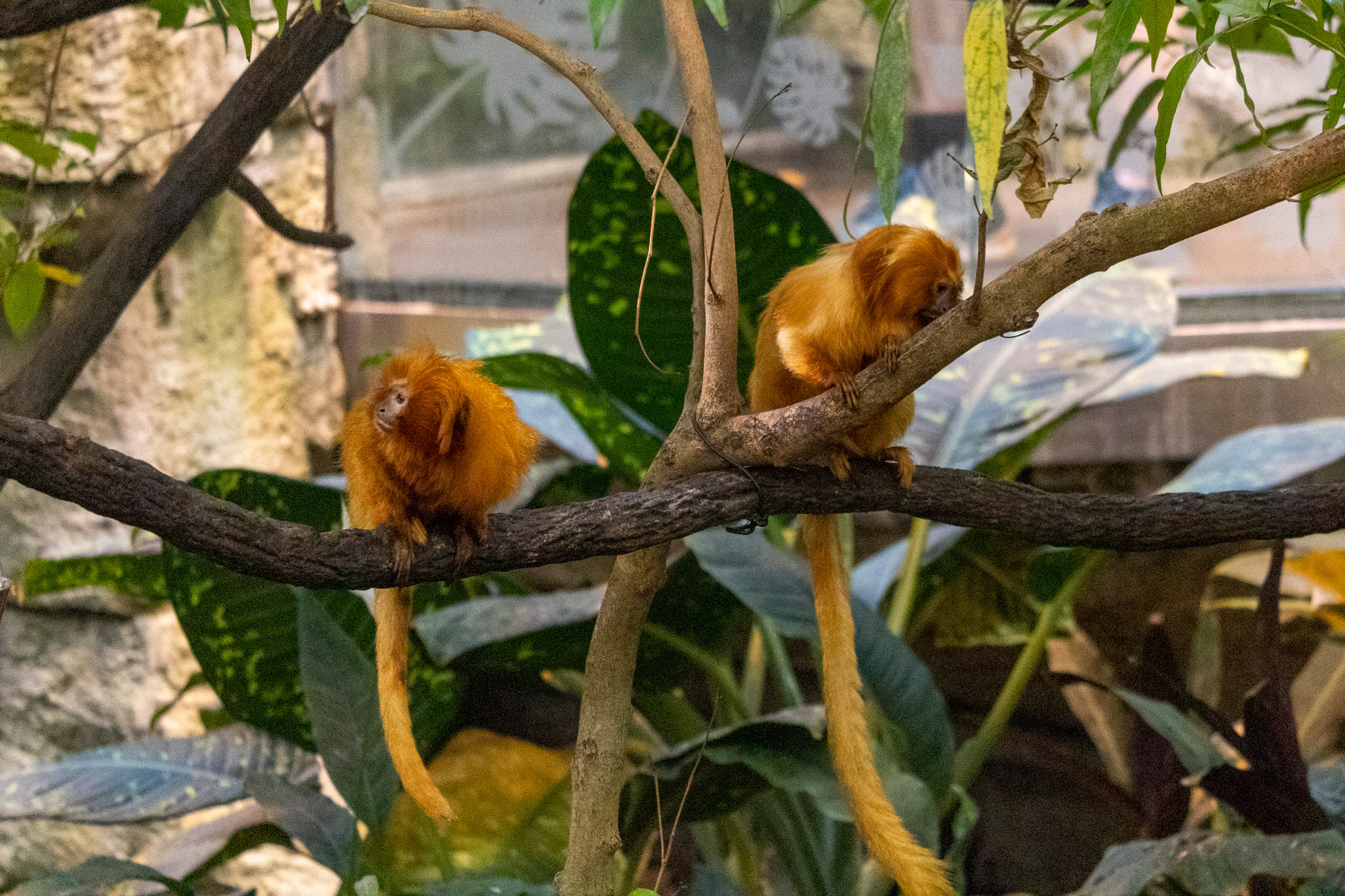 Two small orange monkeys sitting on a tree branch together
