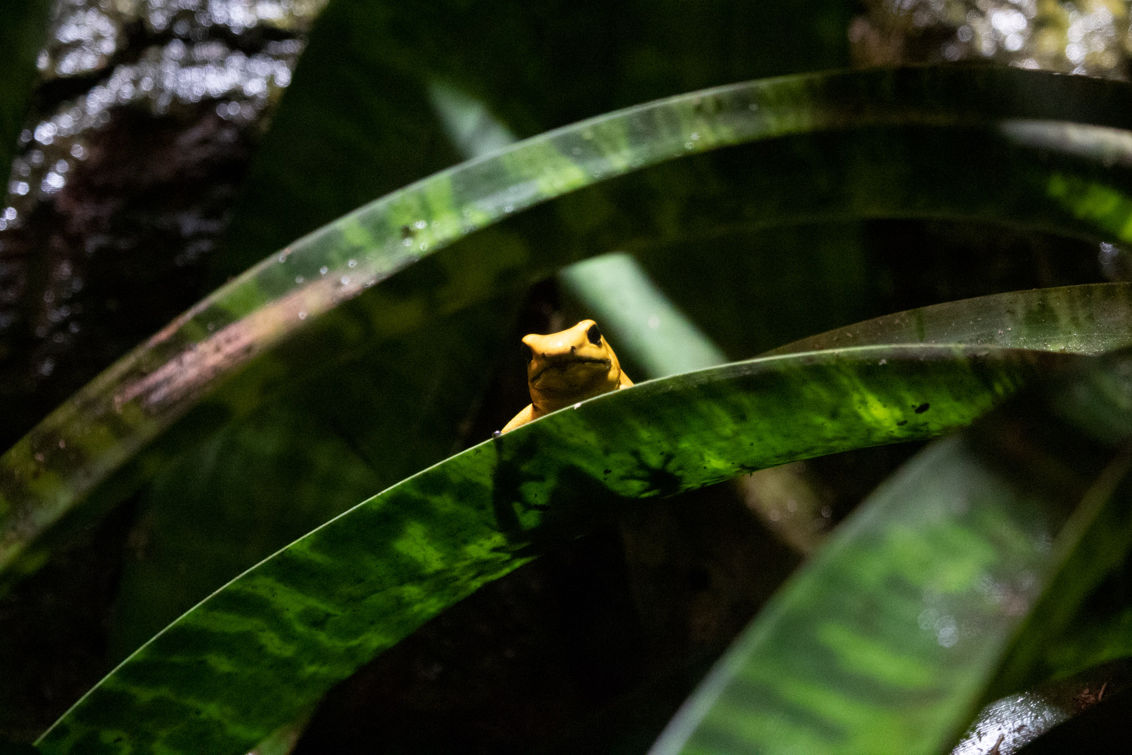 Small yellow frog sitting on a long green leaf