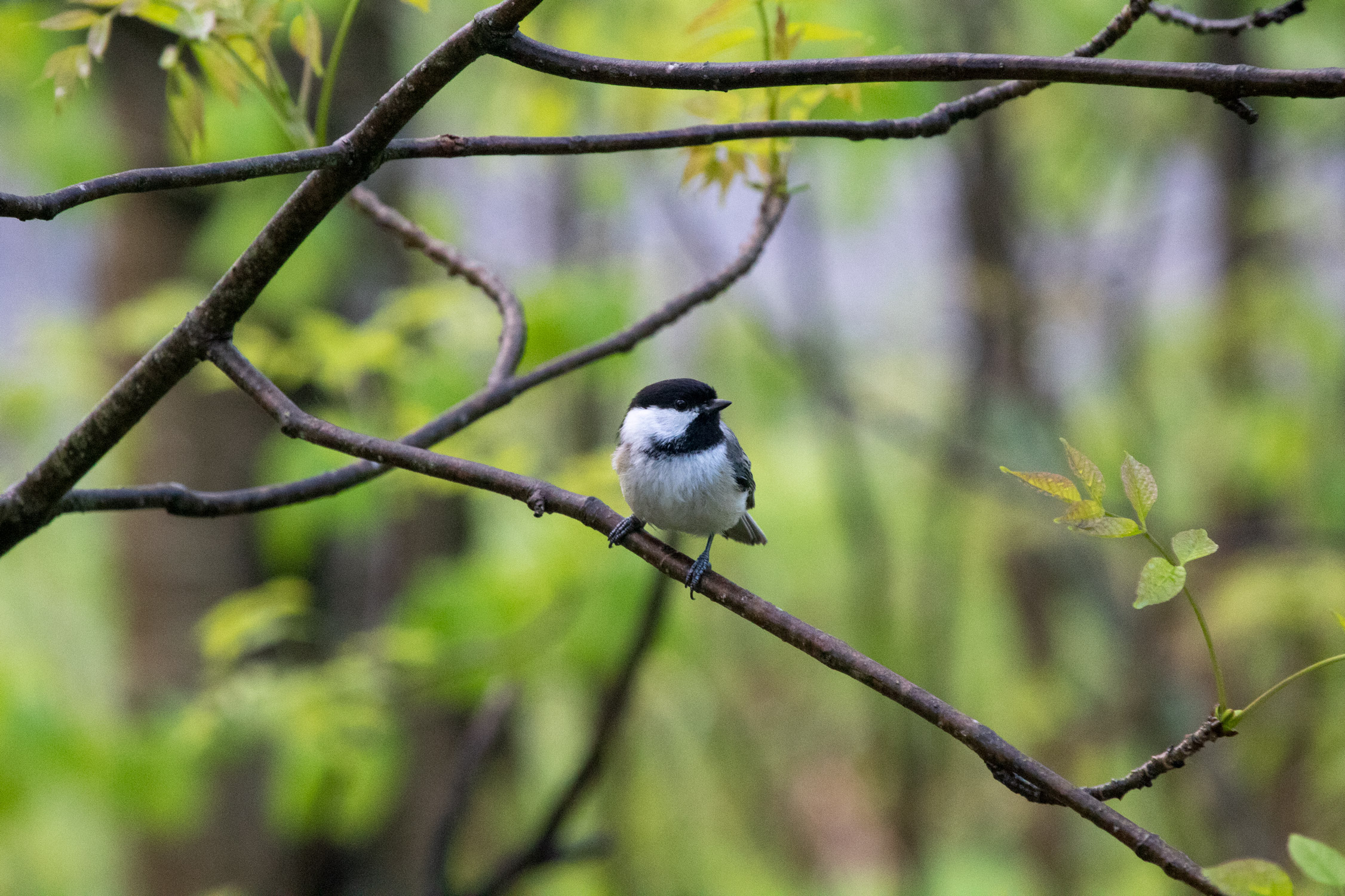 Small bird with the dark crown and throat patch typical of a North American Chickadee