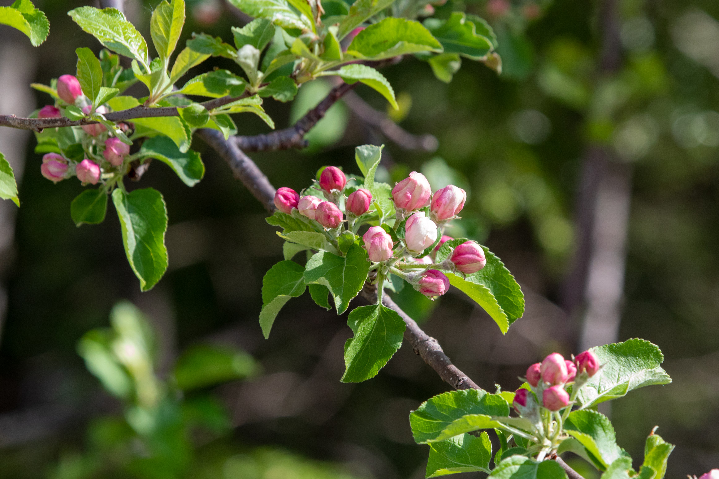 Small pink blossoms on a tree with green leaves