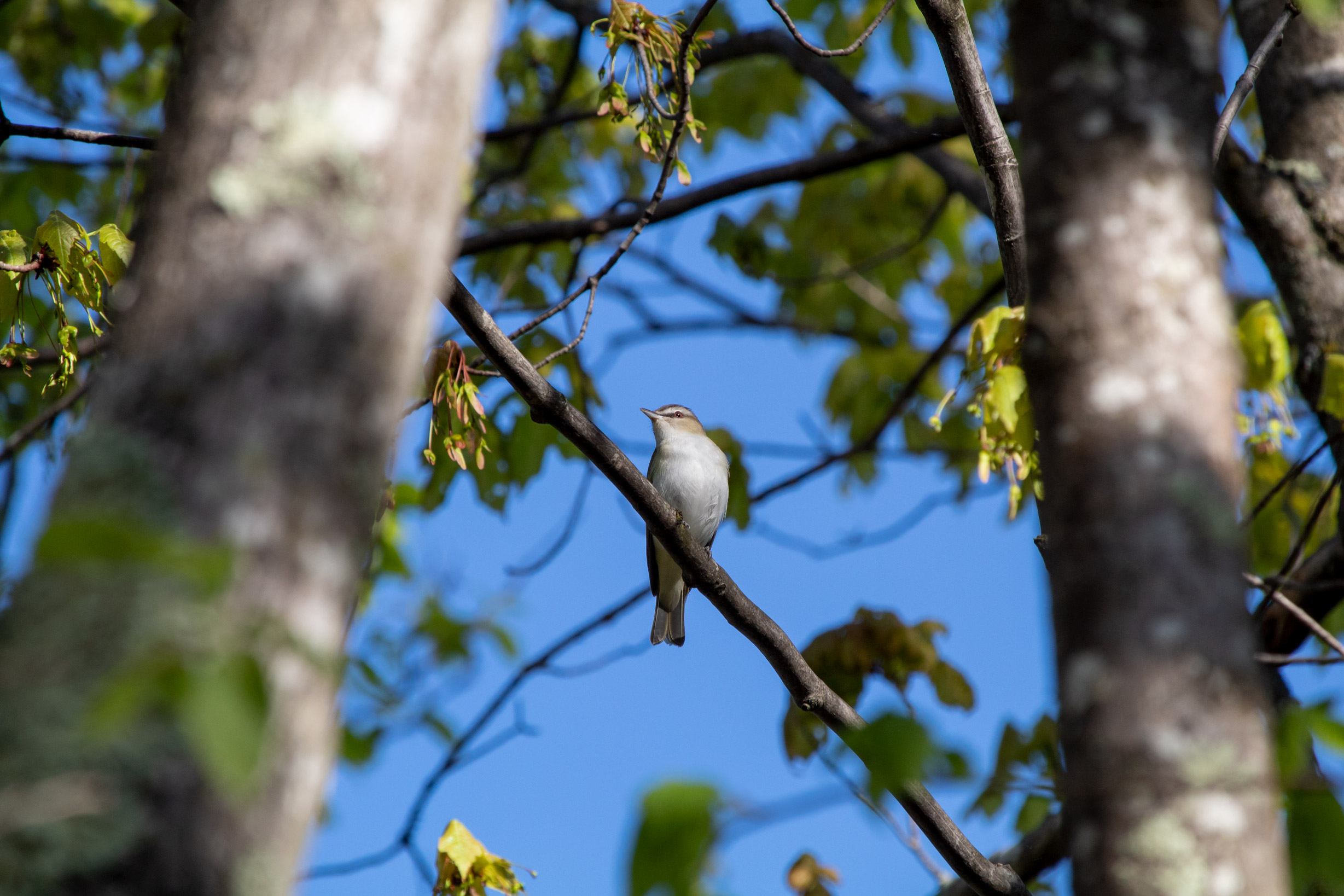 Small light-coloured bird in a tree canopy