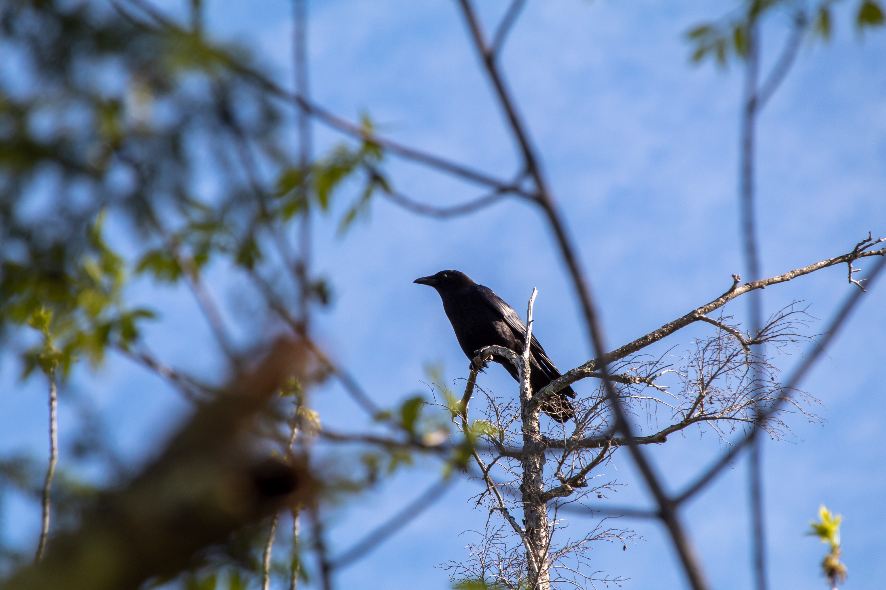 Black bird sitting on a branch in a tree canopy